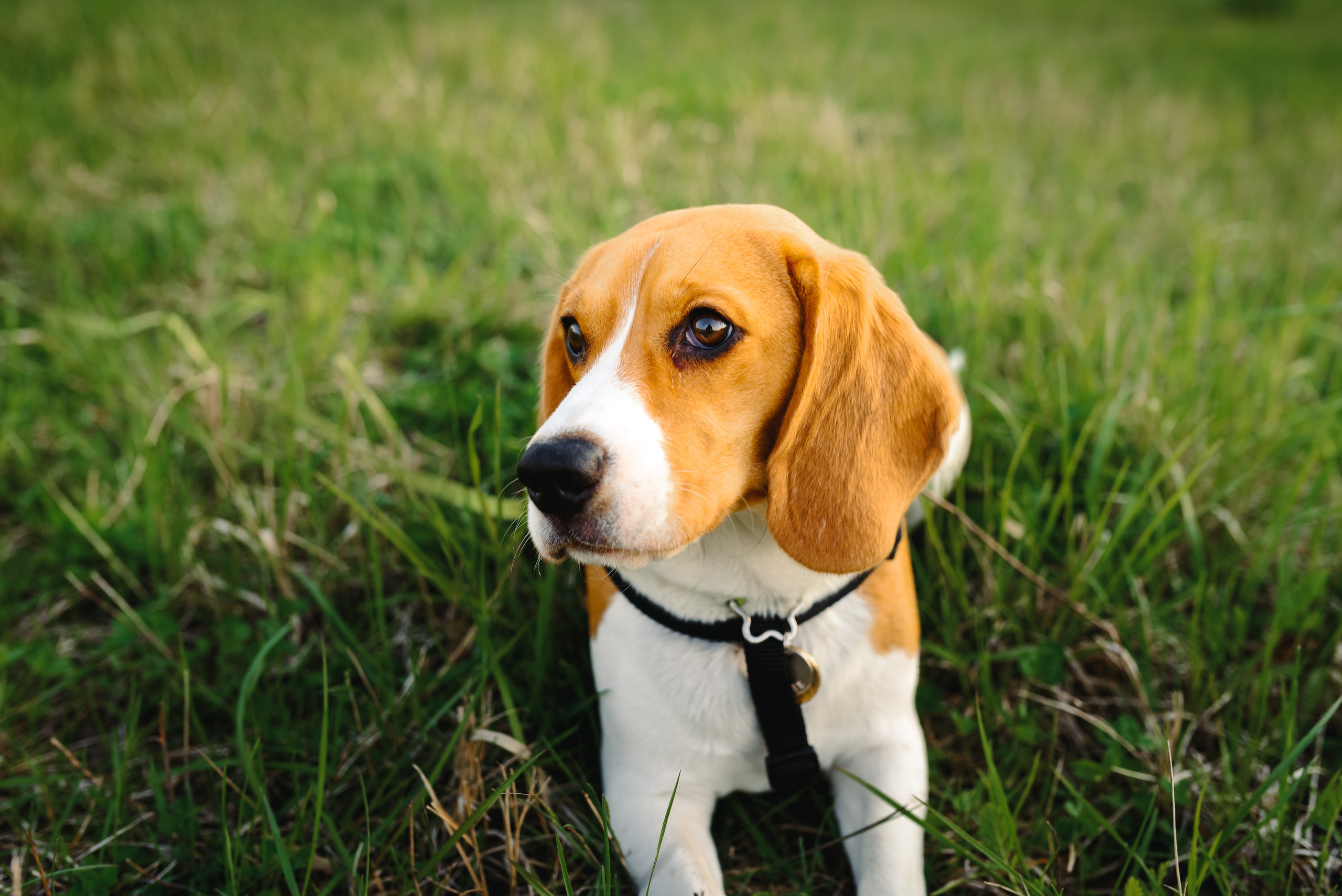 Анастасия и Андрей. Свадебный и семейный фотограф в Гродно Андрей Явейшис
