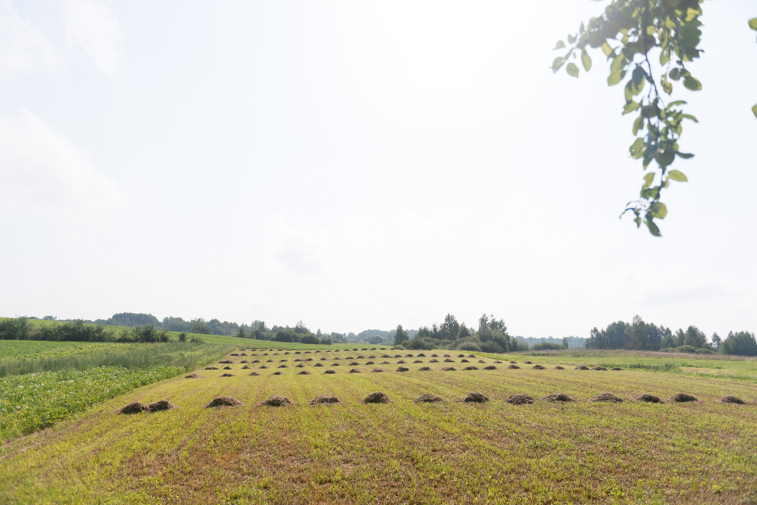 Илона и Томас. Свадебный и семейный фотограф в Гродно Андрей Явейшис