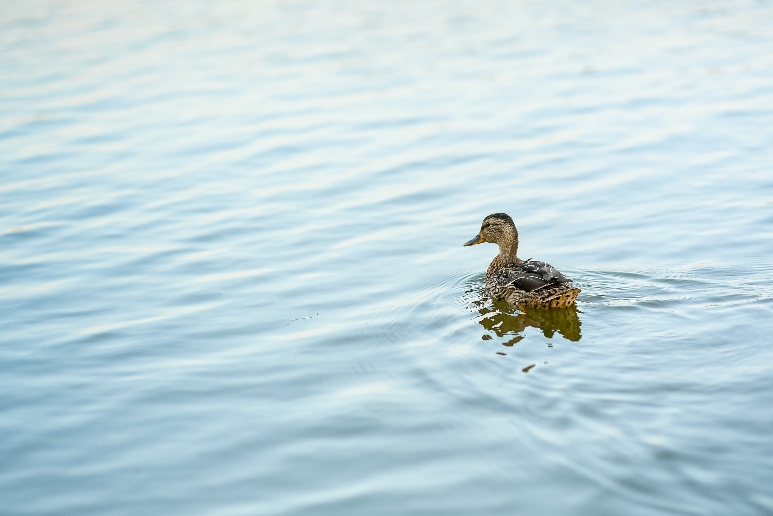 Юлия и Алексей. Свадебный и семейный фотограф в Гродно Андрей Явейшис