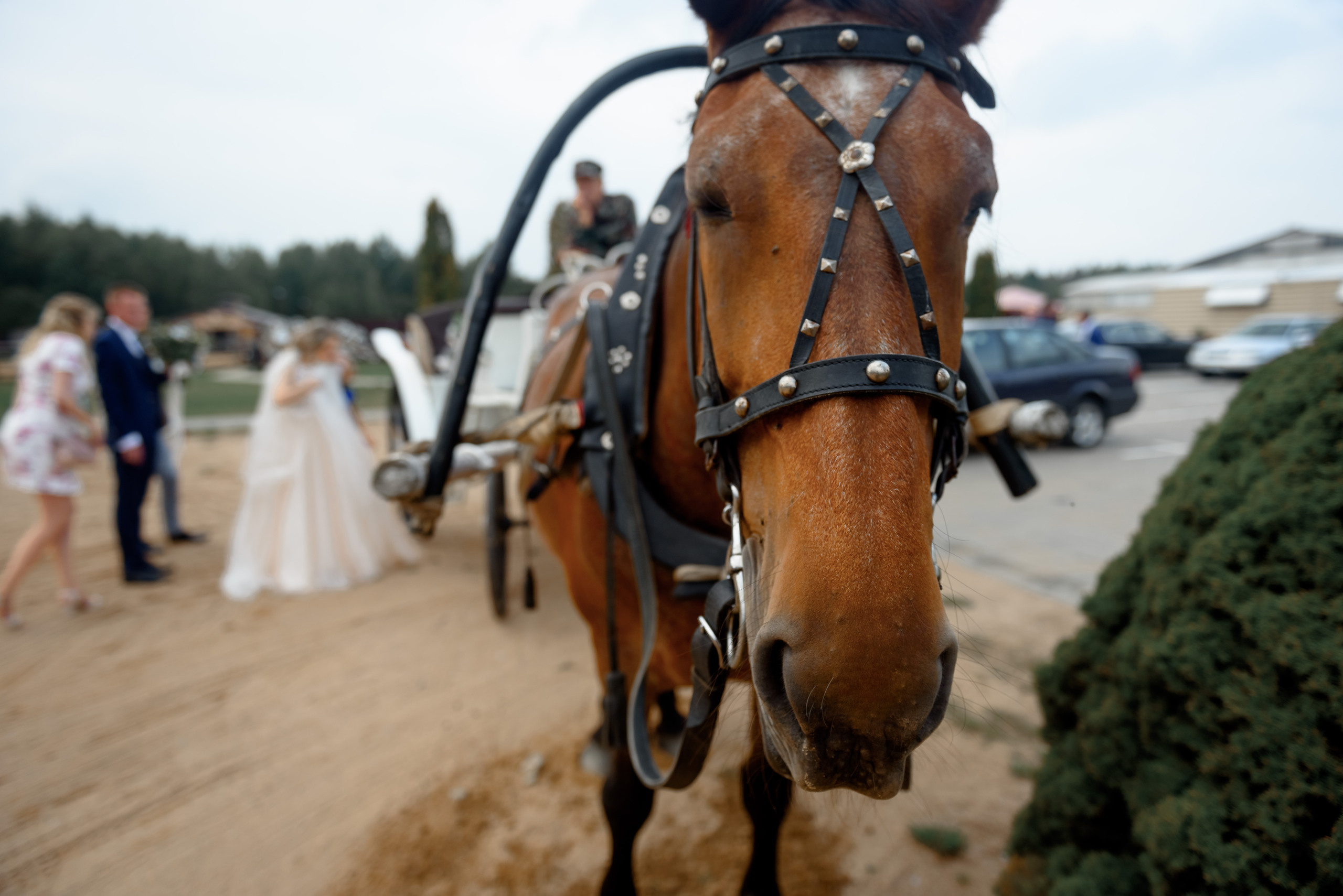Анастасия и Евгений. Свадебный и семейный фотограф в Гродно Андрей Явейшис