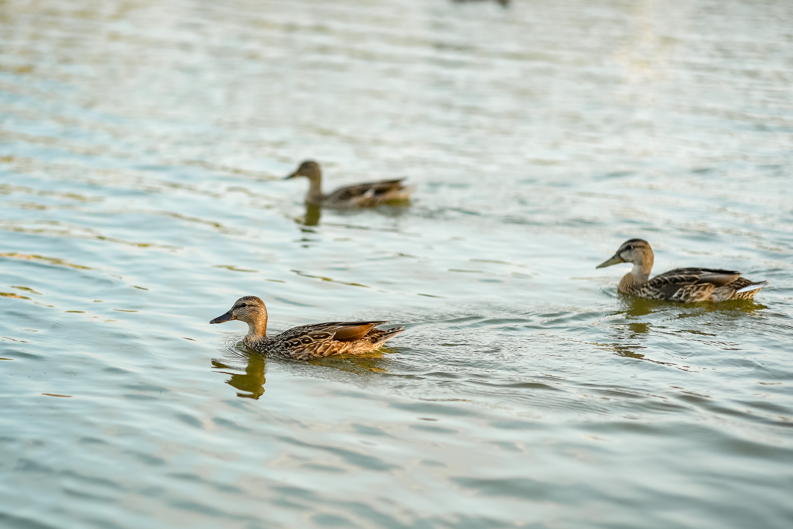 Юлия и Алексей. Свадебный и семейный фотограф в Гродно Андрей Явейшис