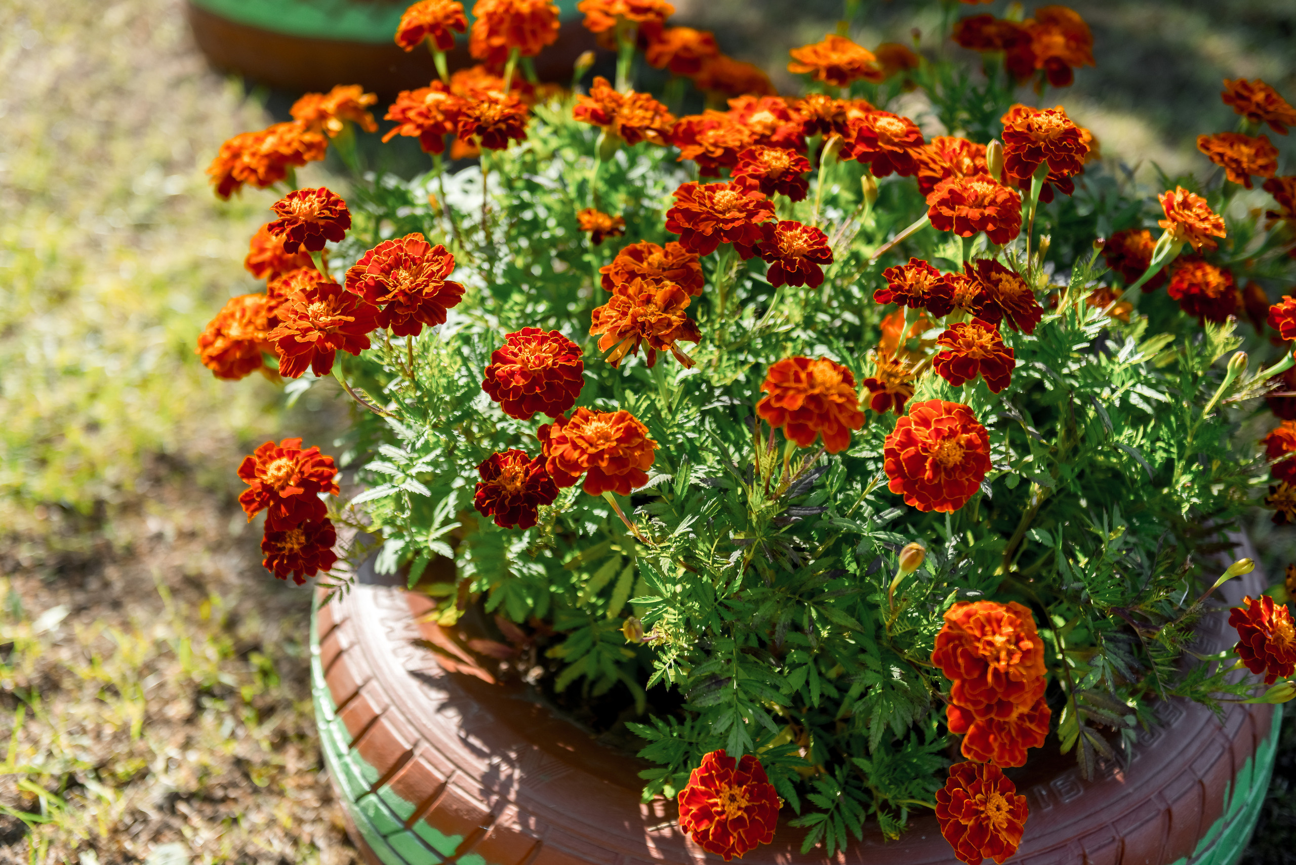 Анна и Юрий. Свадебный и семейный фотограф в Гродно Андрей Явейшис