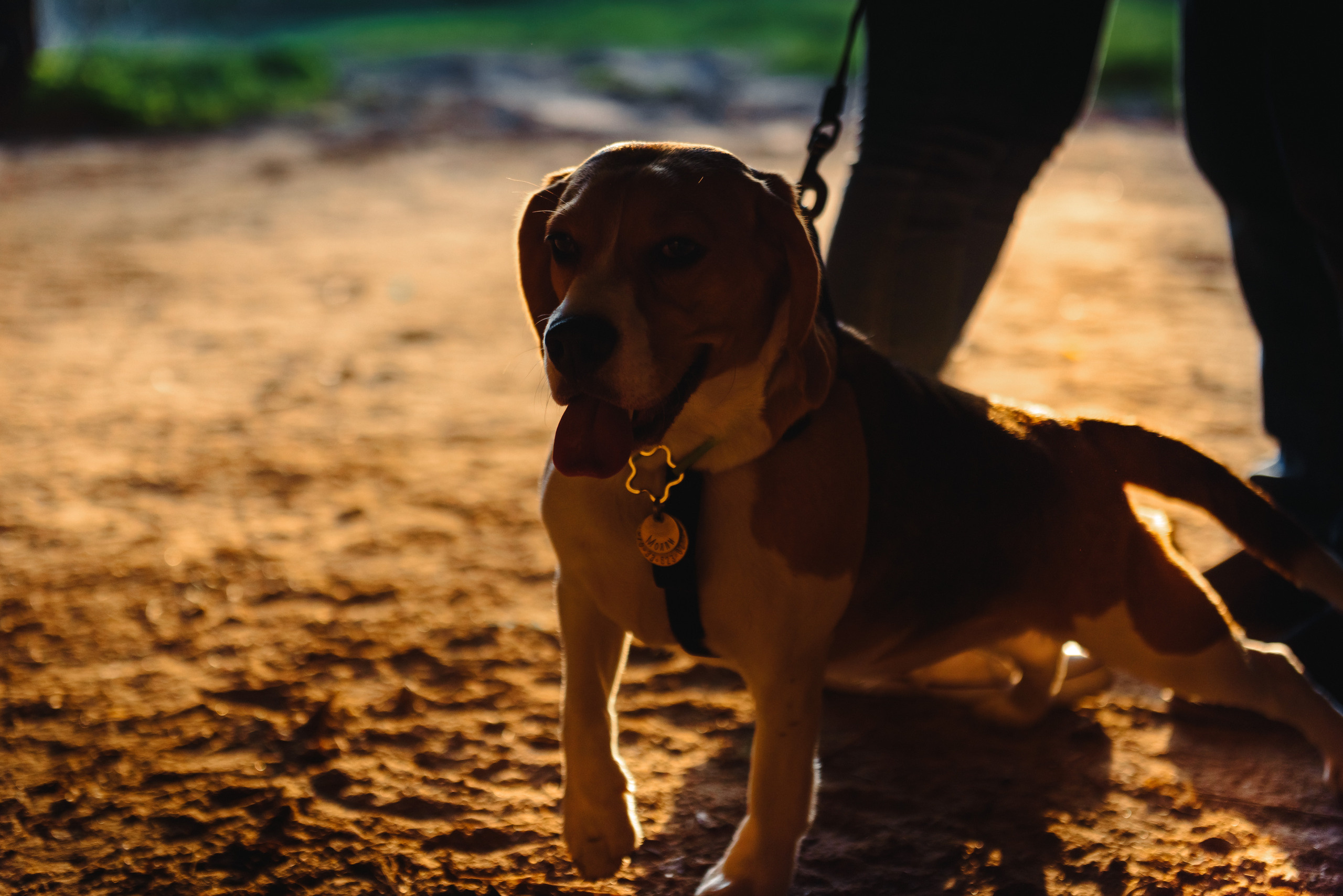 Анастасия и Андрей. Свадебный и семейный фотограф в Гродно Андрей Явейшис
