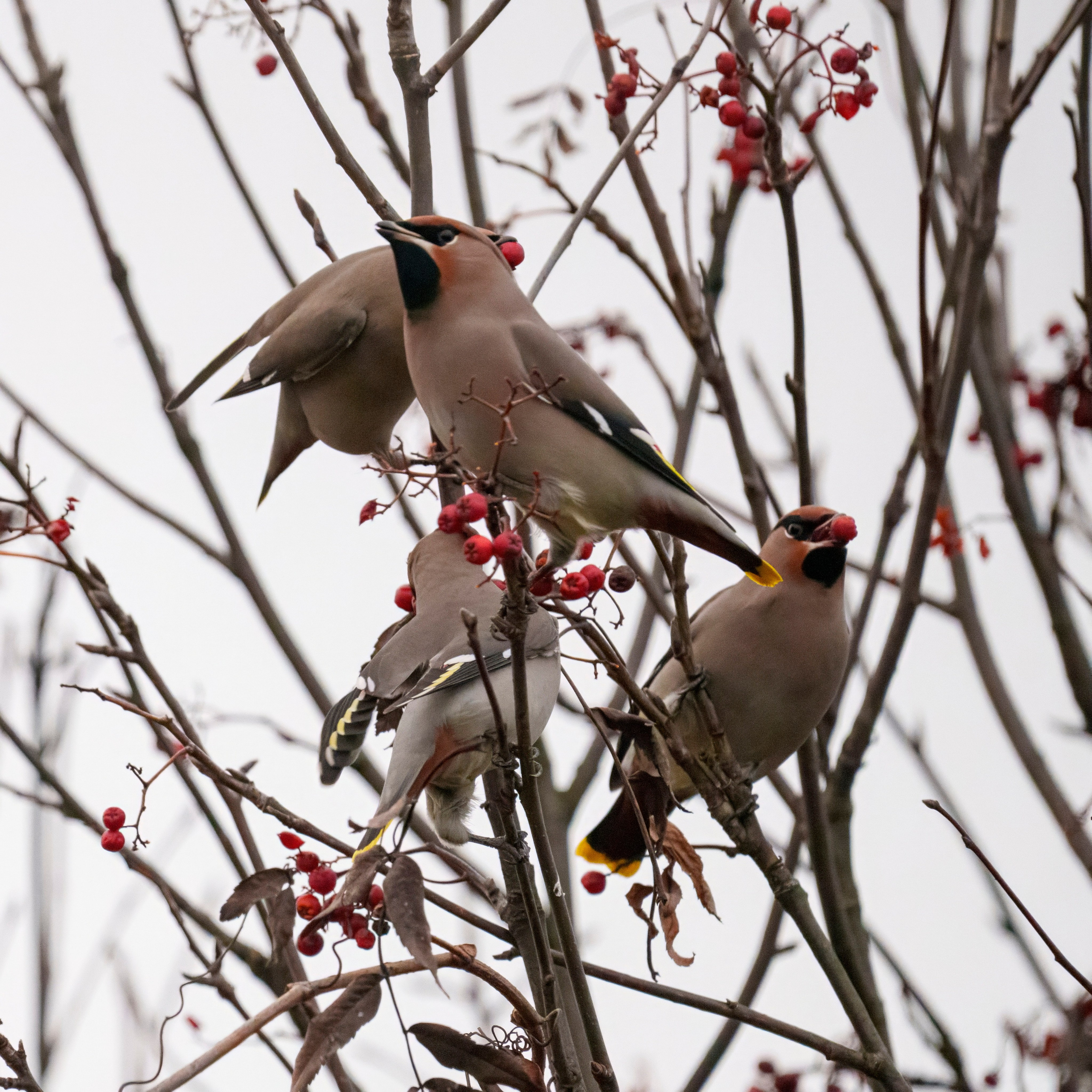 Animals — Животные