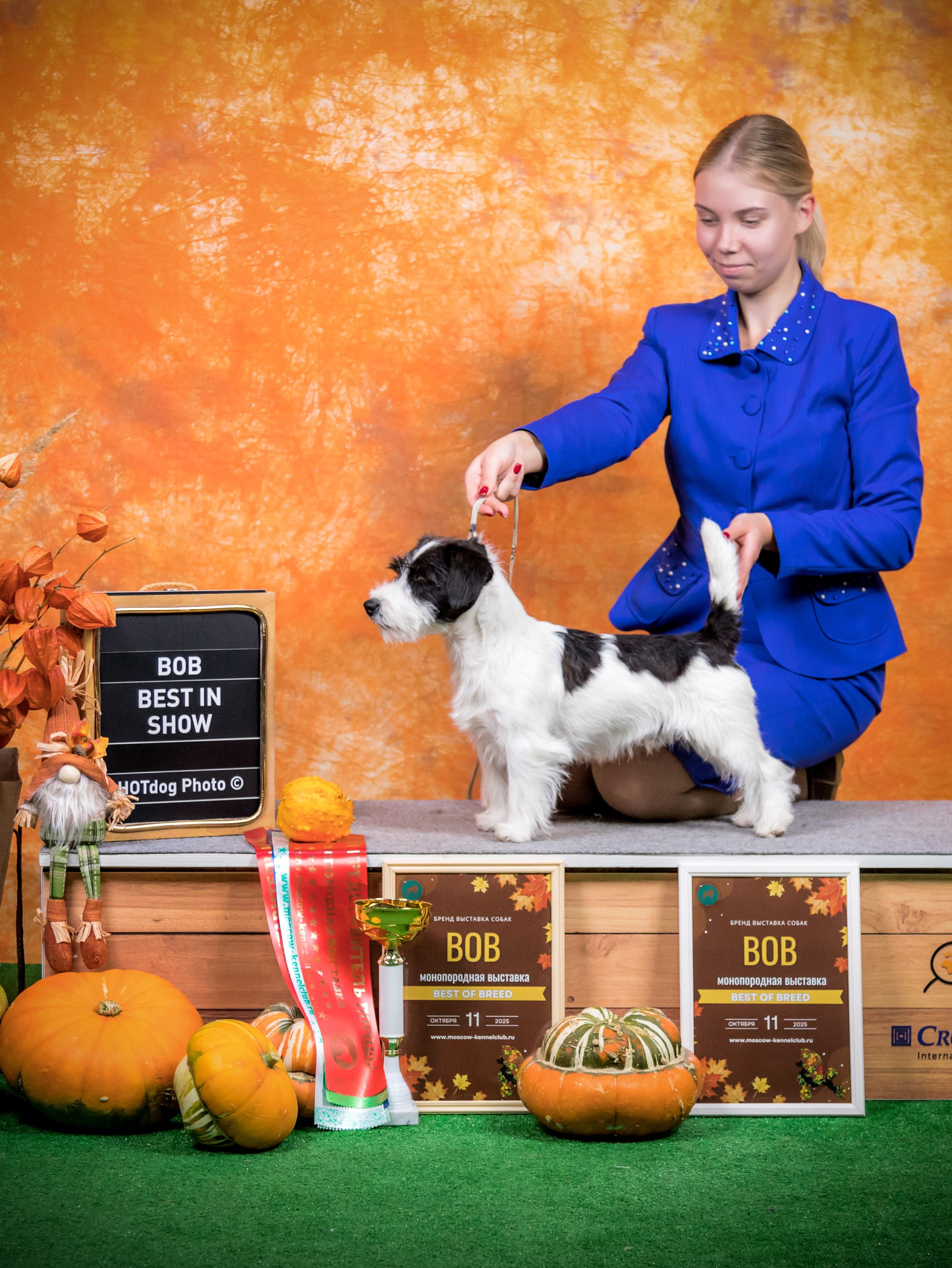 Джек рассел отзывы владельцев и покупателей щенков. CANE MAESTRO — kennel Jack Russell Terrier