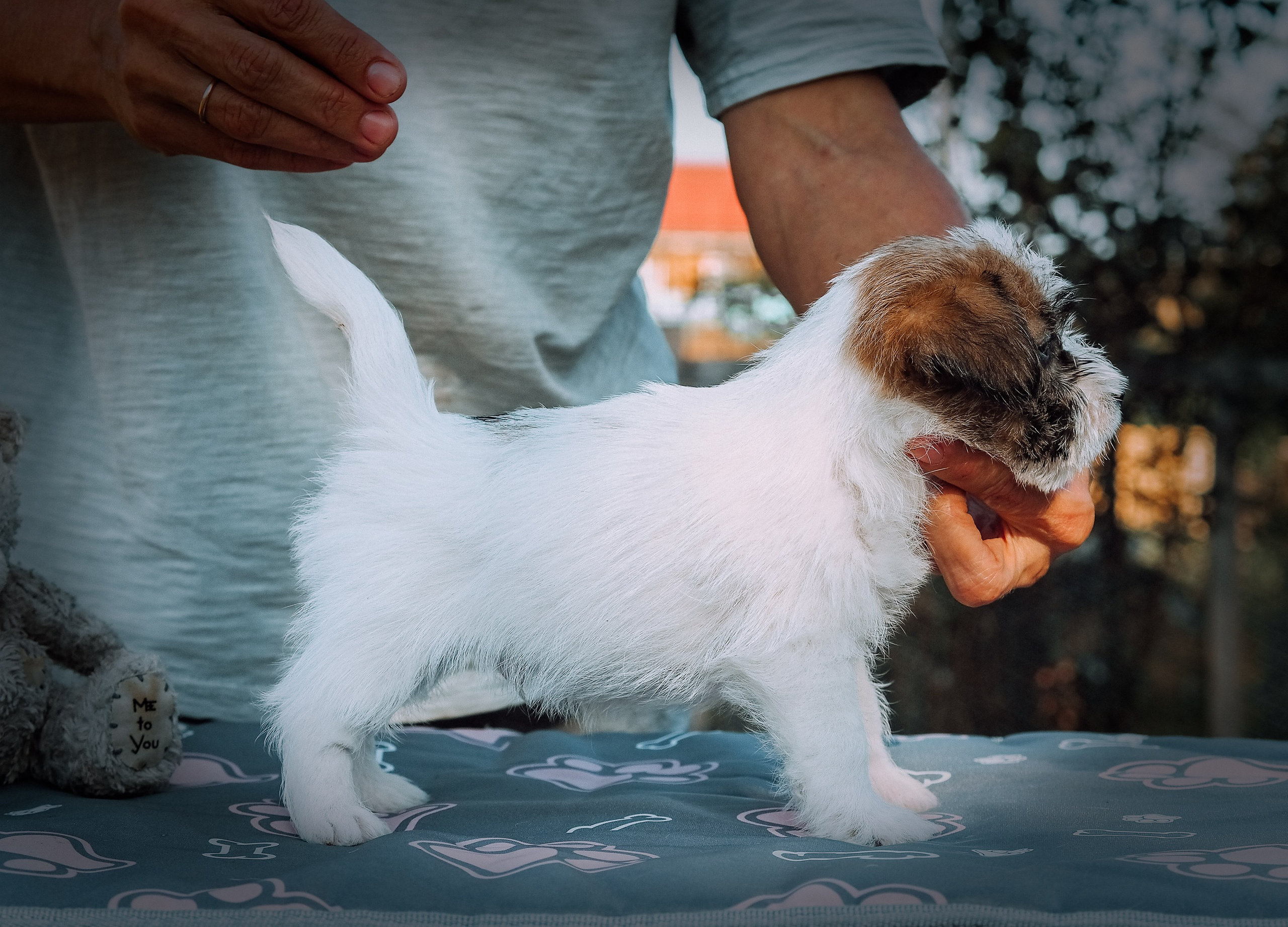 Щенок кобель ДРТ. КАНЕ МАЭСТРО — питомник Джек рассел терьеров