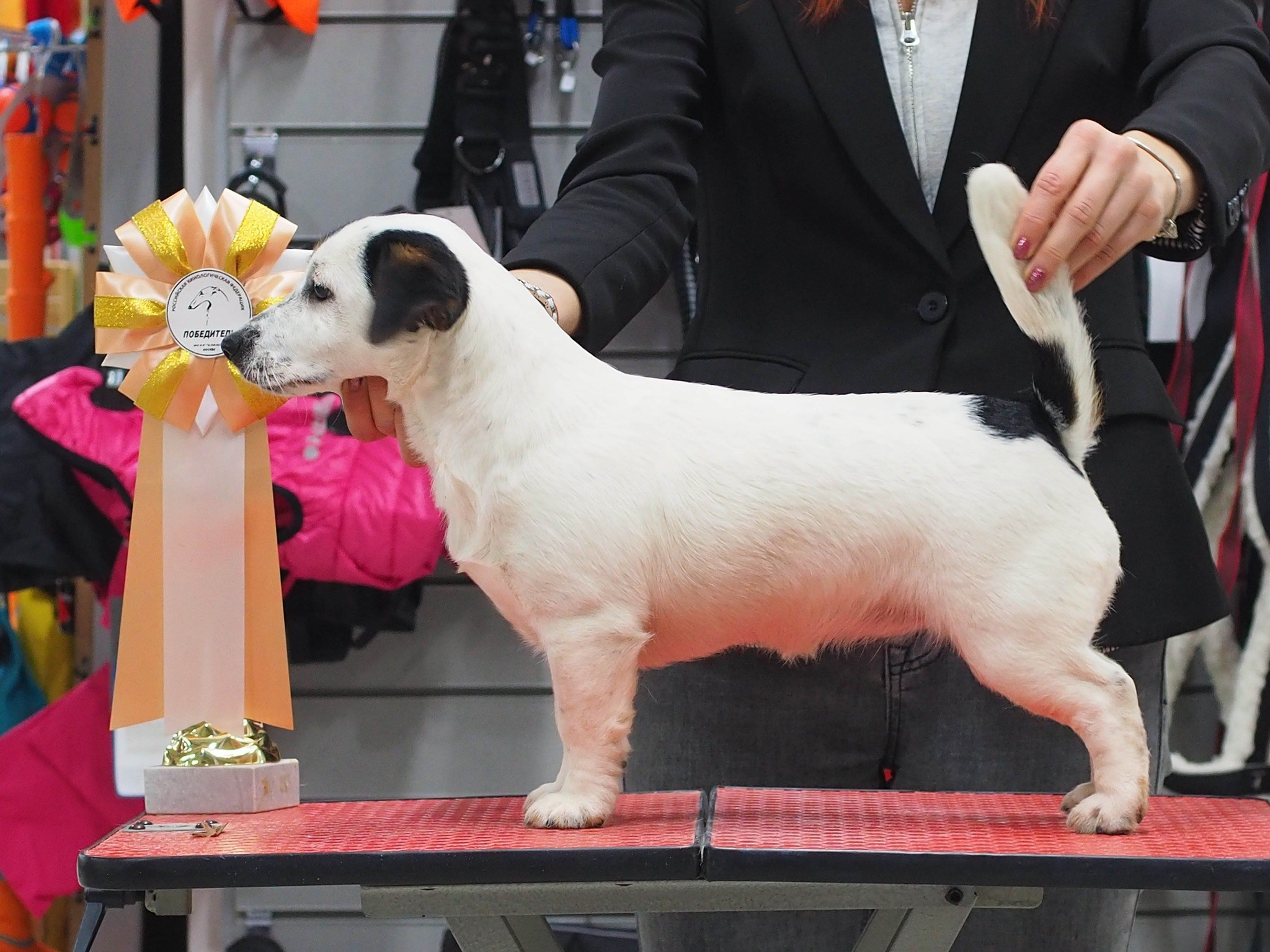 Гладкошерстная. Триколор. Джек рассел терьер. КАНЕ МАЭСТРО ОЛИВА. КАНЕ МАЭСТРО — питомник Джек рассел терьеров