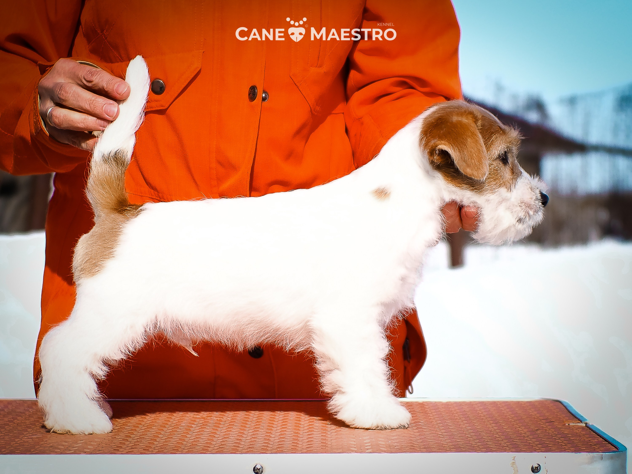 КОБ_2_Б_21_01_25. CANE MAESTRO — kennel Jack Russell Terrier