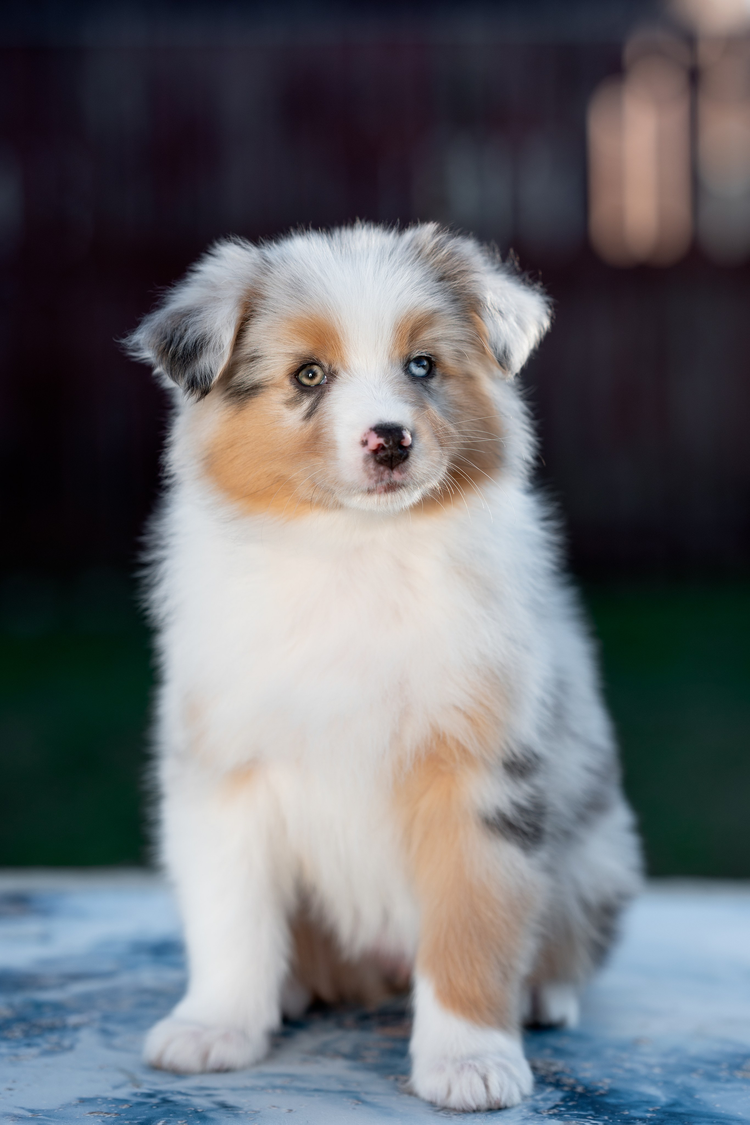 Заводчик Влада Эльман. Творческий фотограф Вологда