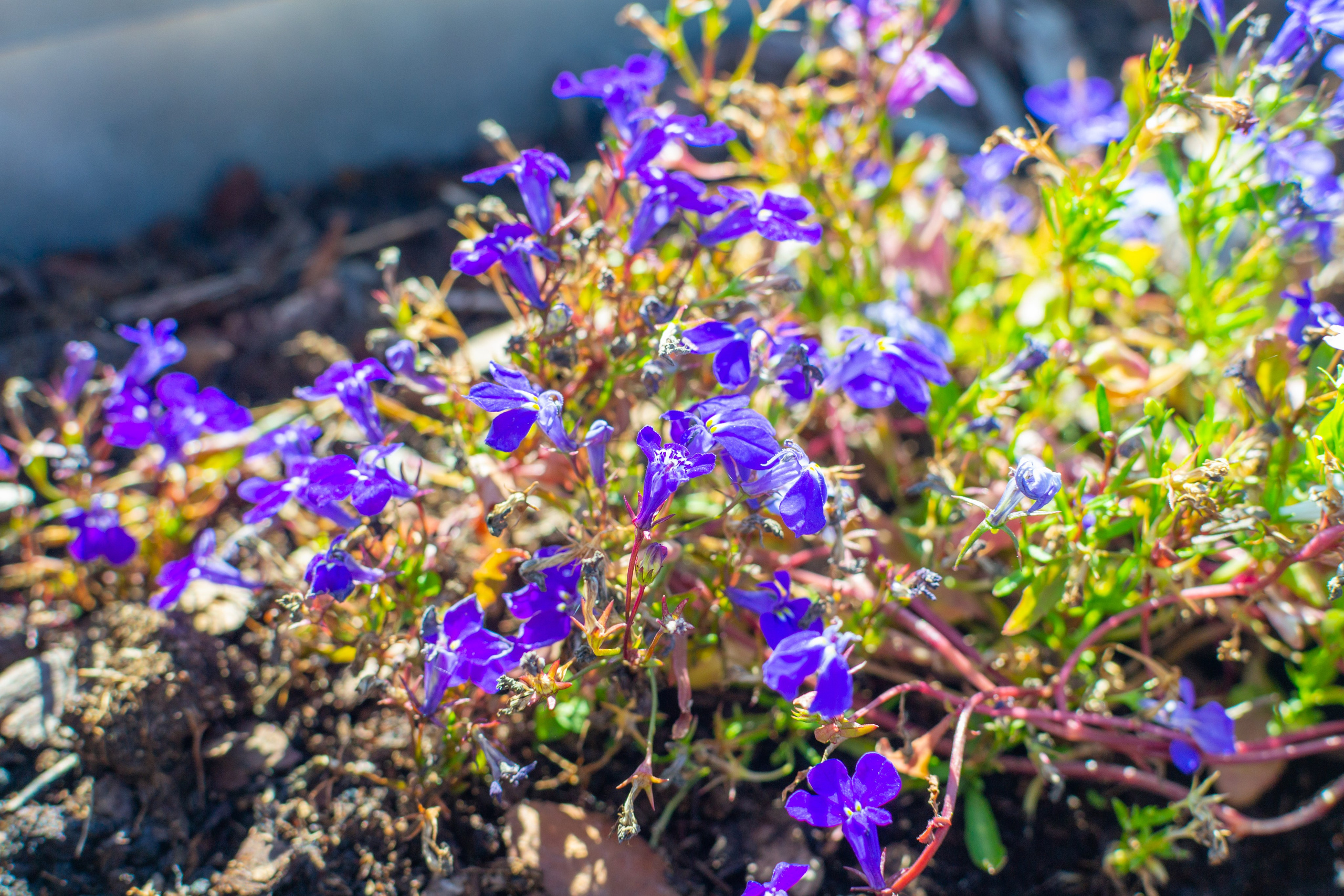 Тульская областная онкологическая больница (лето-цветы, NIKON D3100 35 мм F1,8)). Фотограф в Туле Крупский АнДРей. Фотостудия «КАДР71» в Туле