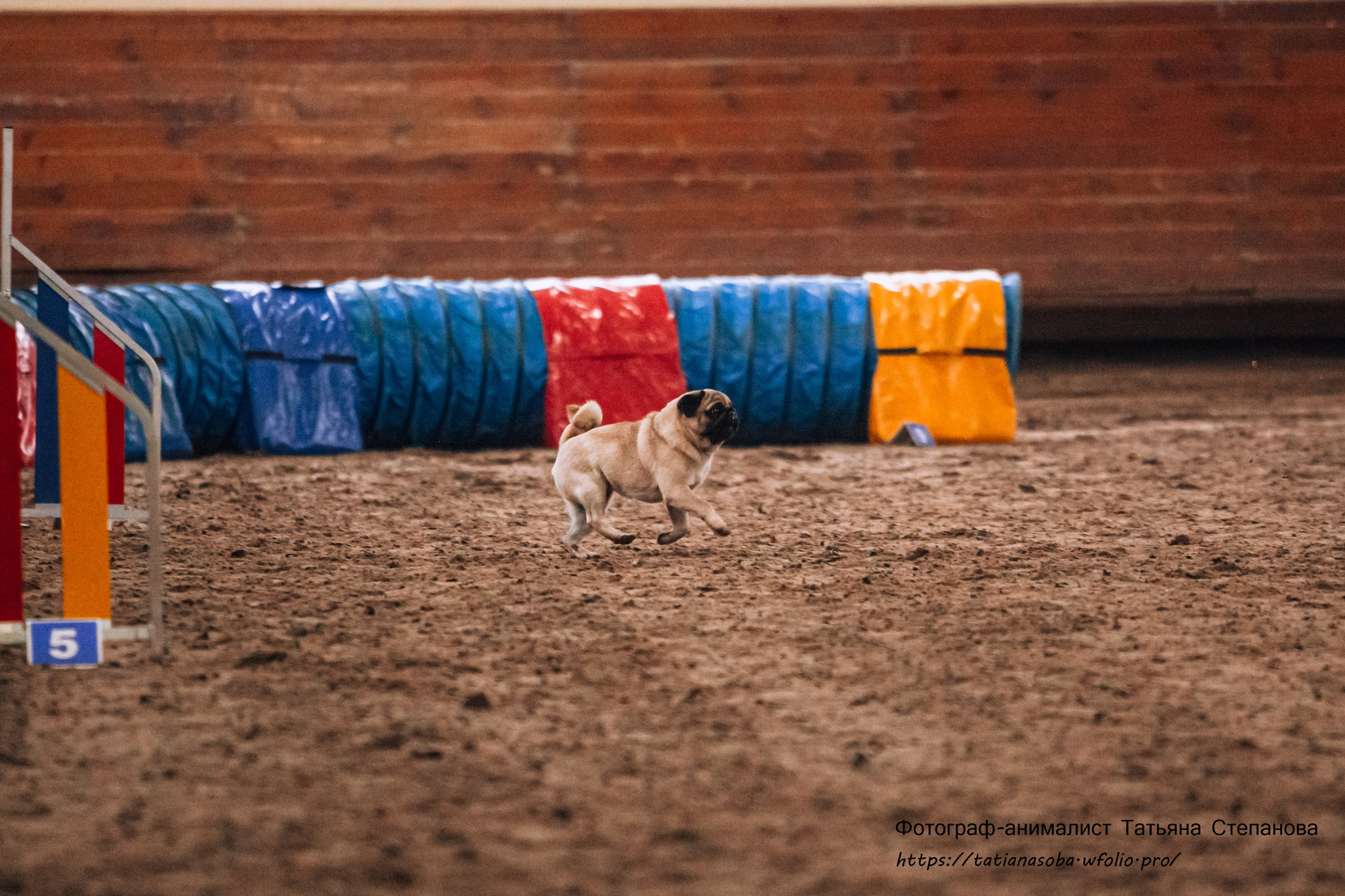 Соревнования по Аджилити 25.02.2024. Фотограф-анималист Татьяна Степанова