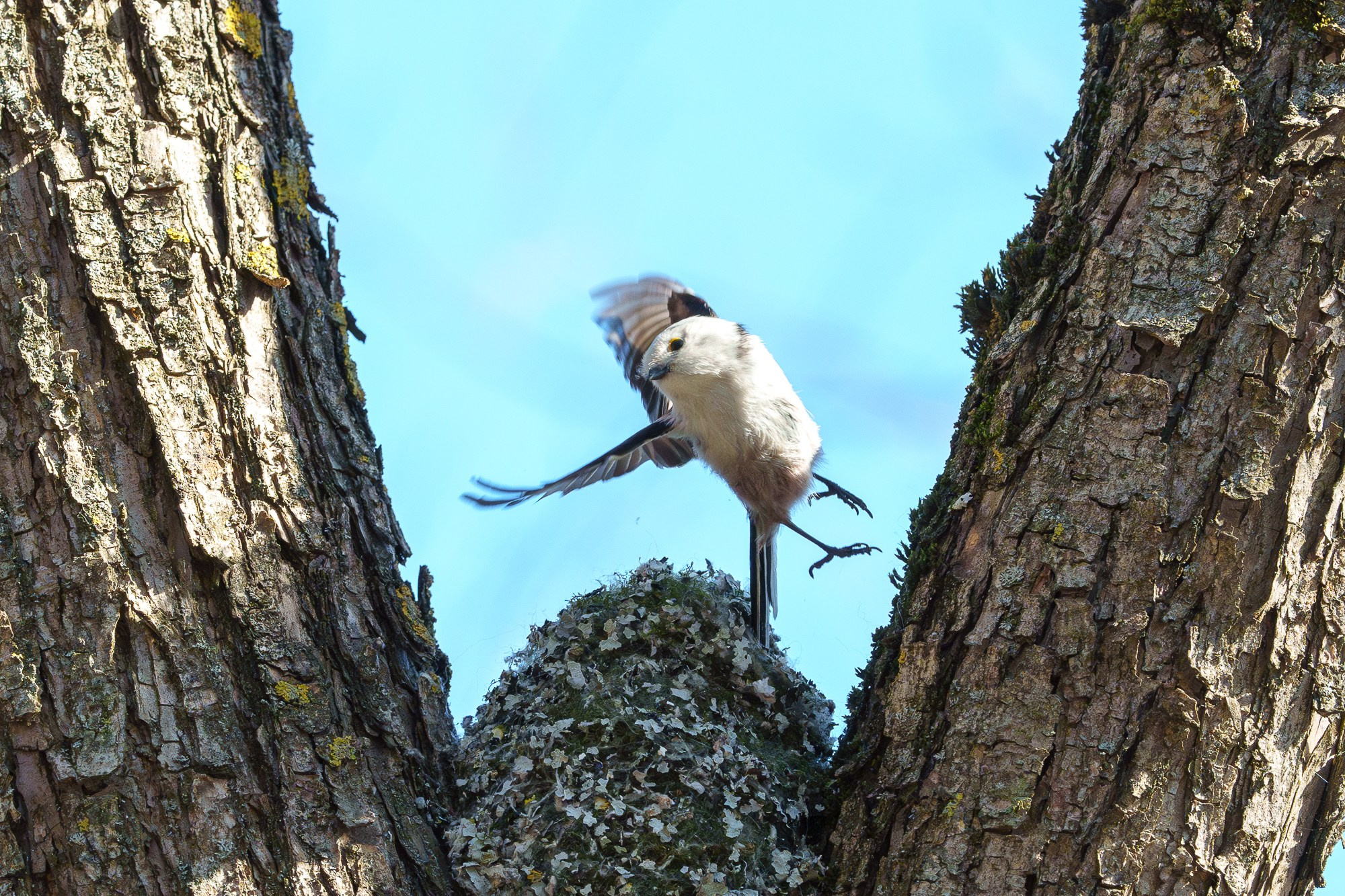 Удивительные мир птиц. Вокруг нас столько прекрасного — присмотритесь!. Ваш личный фотограф Марина Волкова