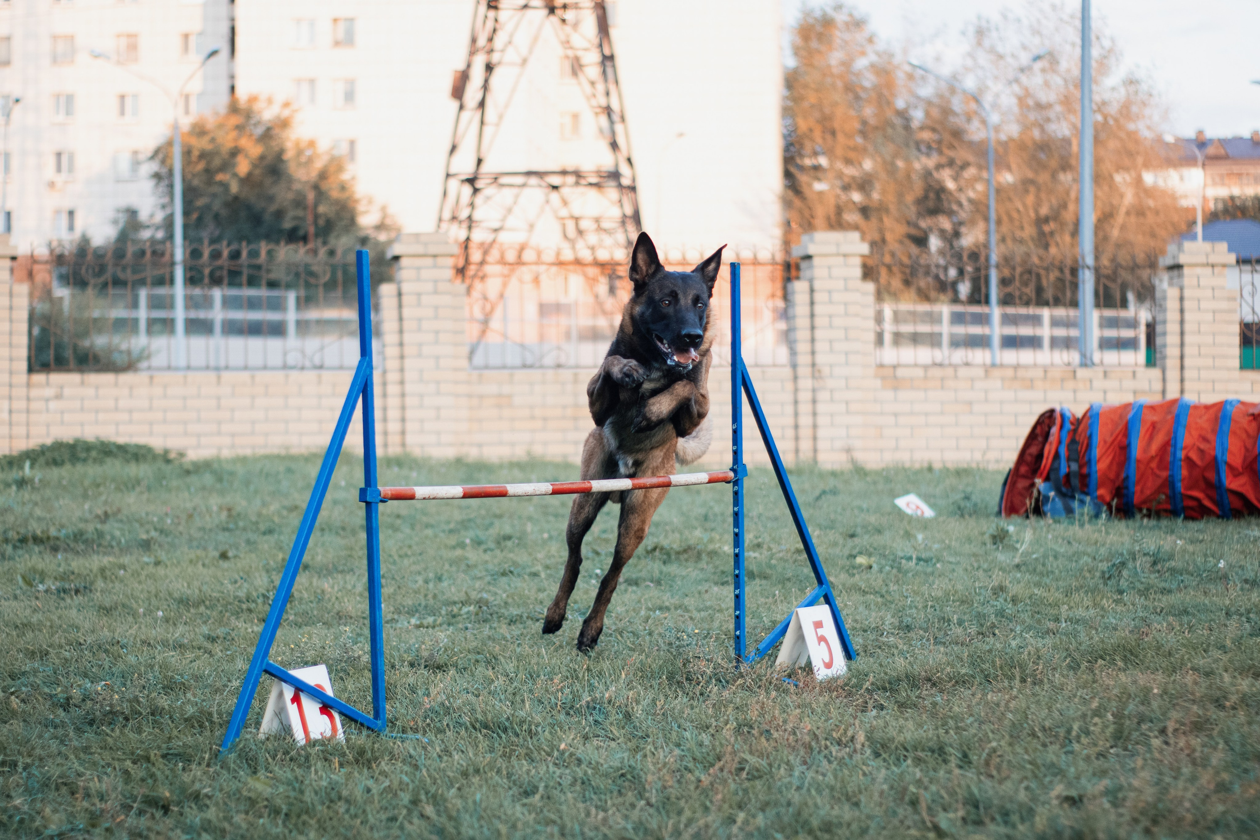Аджилити. Фотограф в Тюмени Лизавета Сапицкая