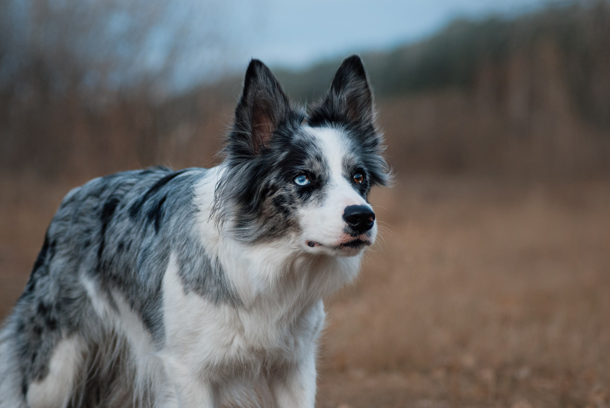 Лисса. Фотограф в Тюмени Лизавета Сапицкая