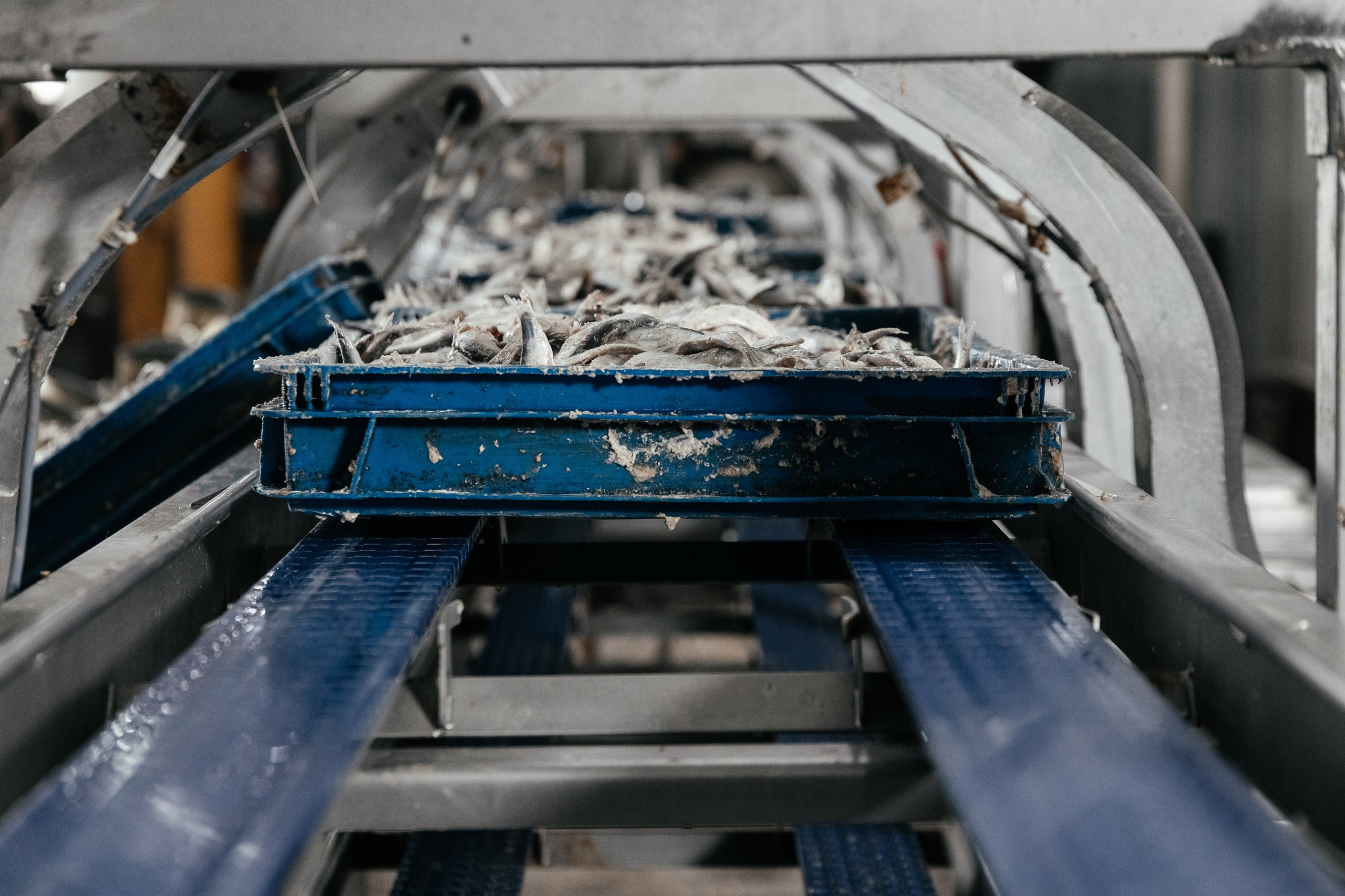 Консервный Завод. Фотограф Ставрополь Петр Голубенко