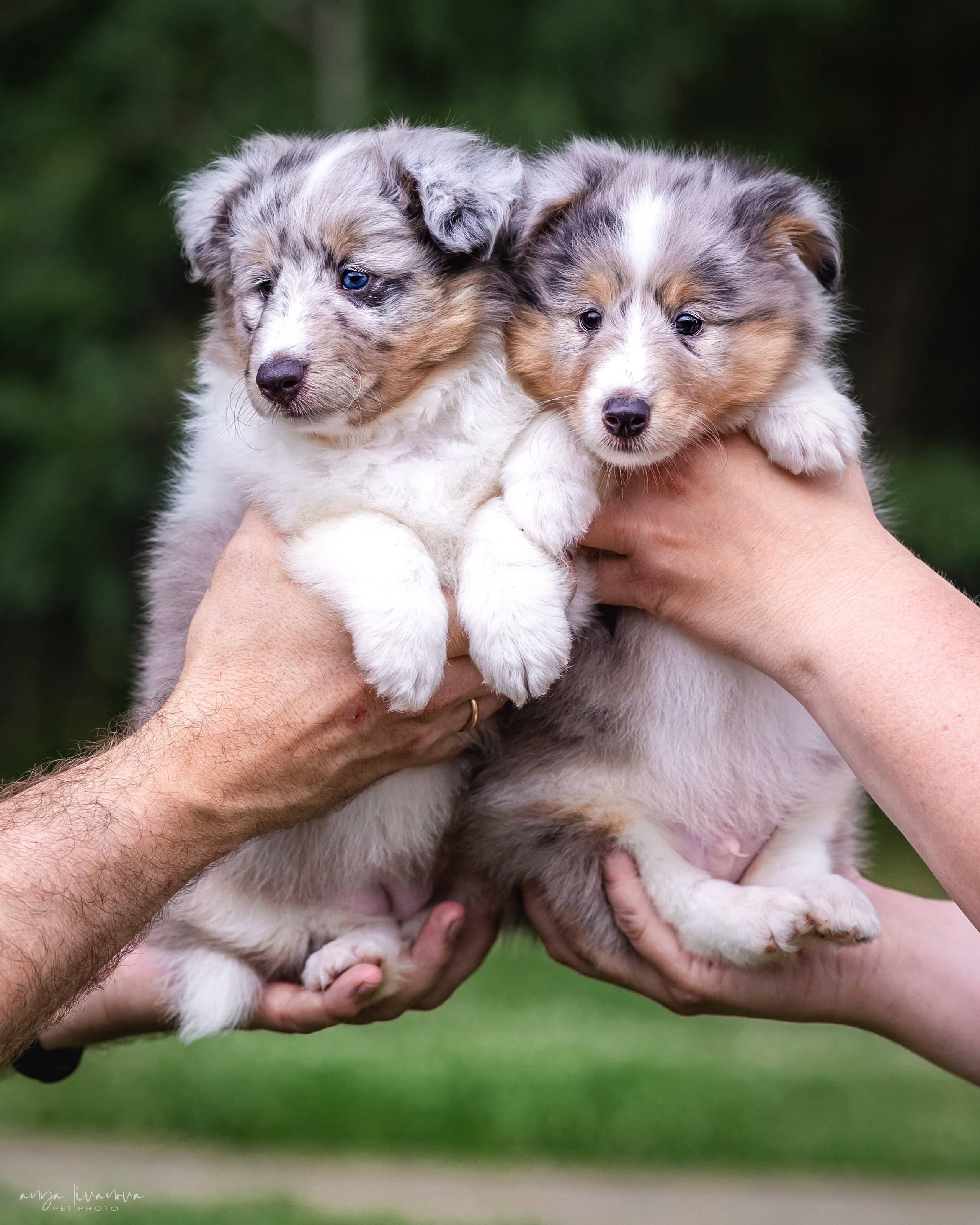 Шелти. Фотограф анималист Аня Ливанова | Рыбинск