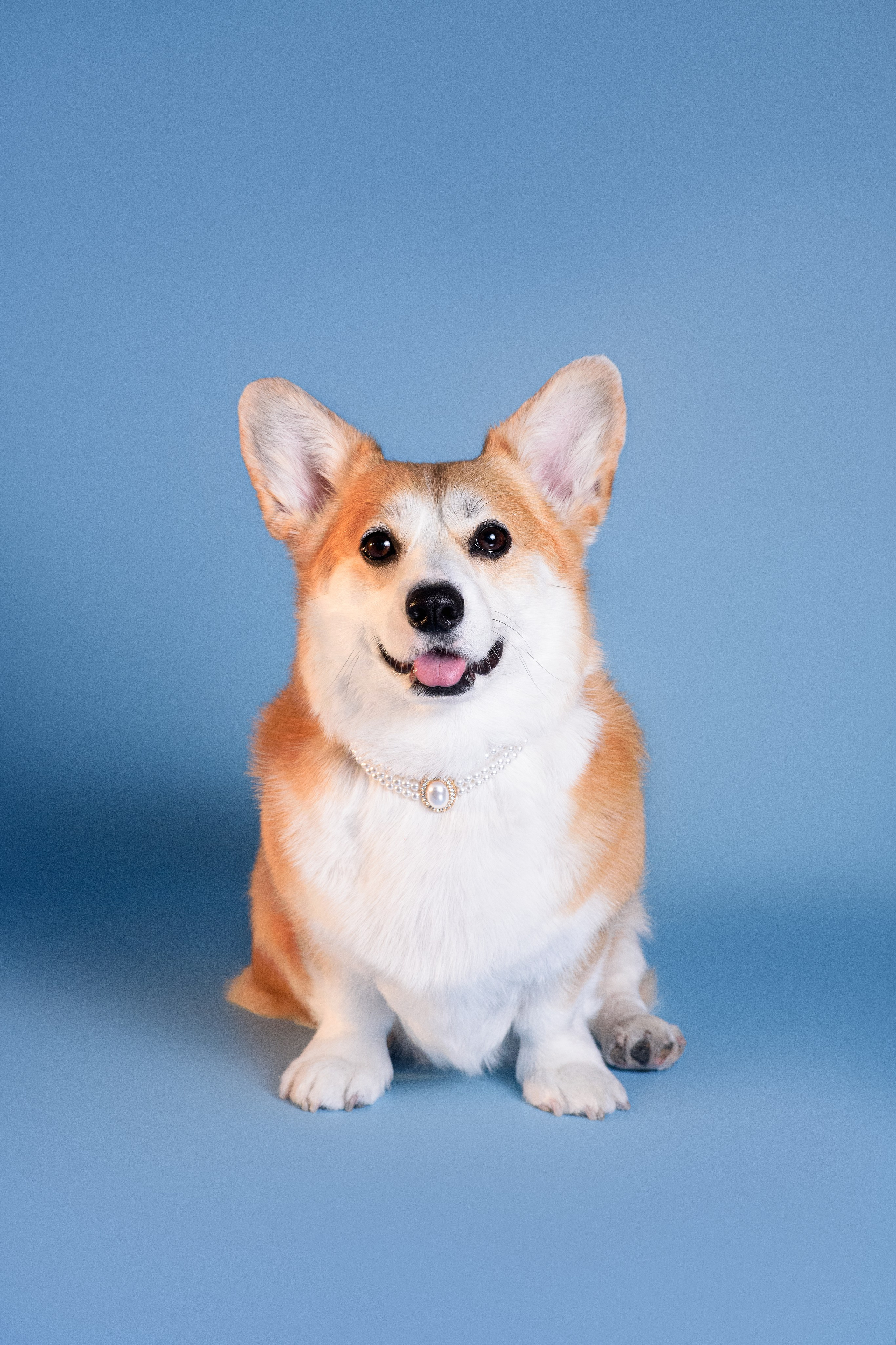 Лея съемка на однотонном фоне — 2024. Фотограф — Анималист | Анна Абрамова