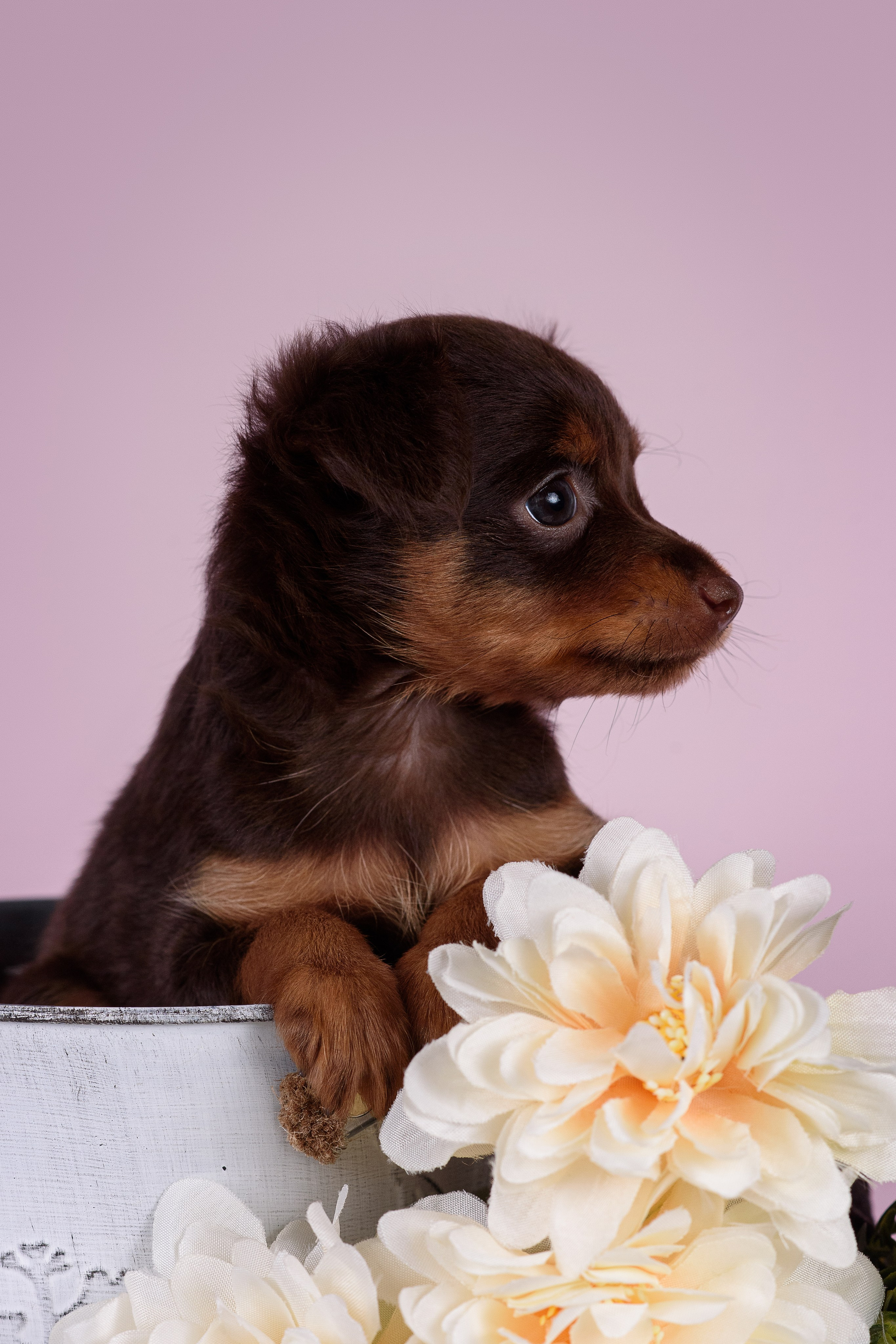 Щенки Пражских крысариков -13.04.2024. Фотограф — Анималист | Анна Абрамова