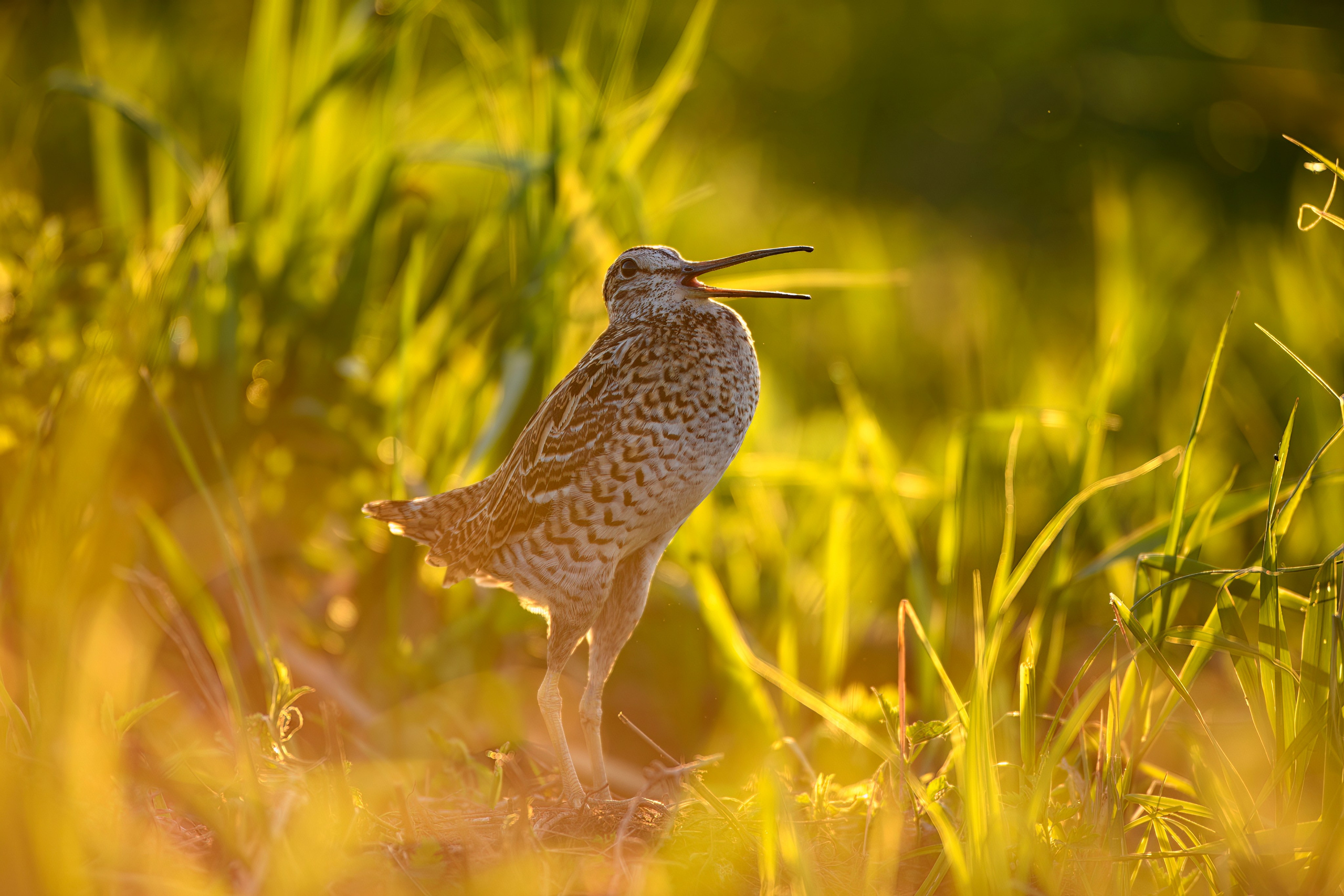 На дупелином току. Фотограф Сергей Пупонин