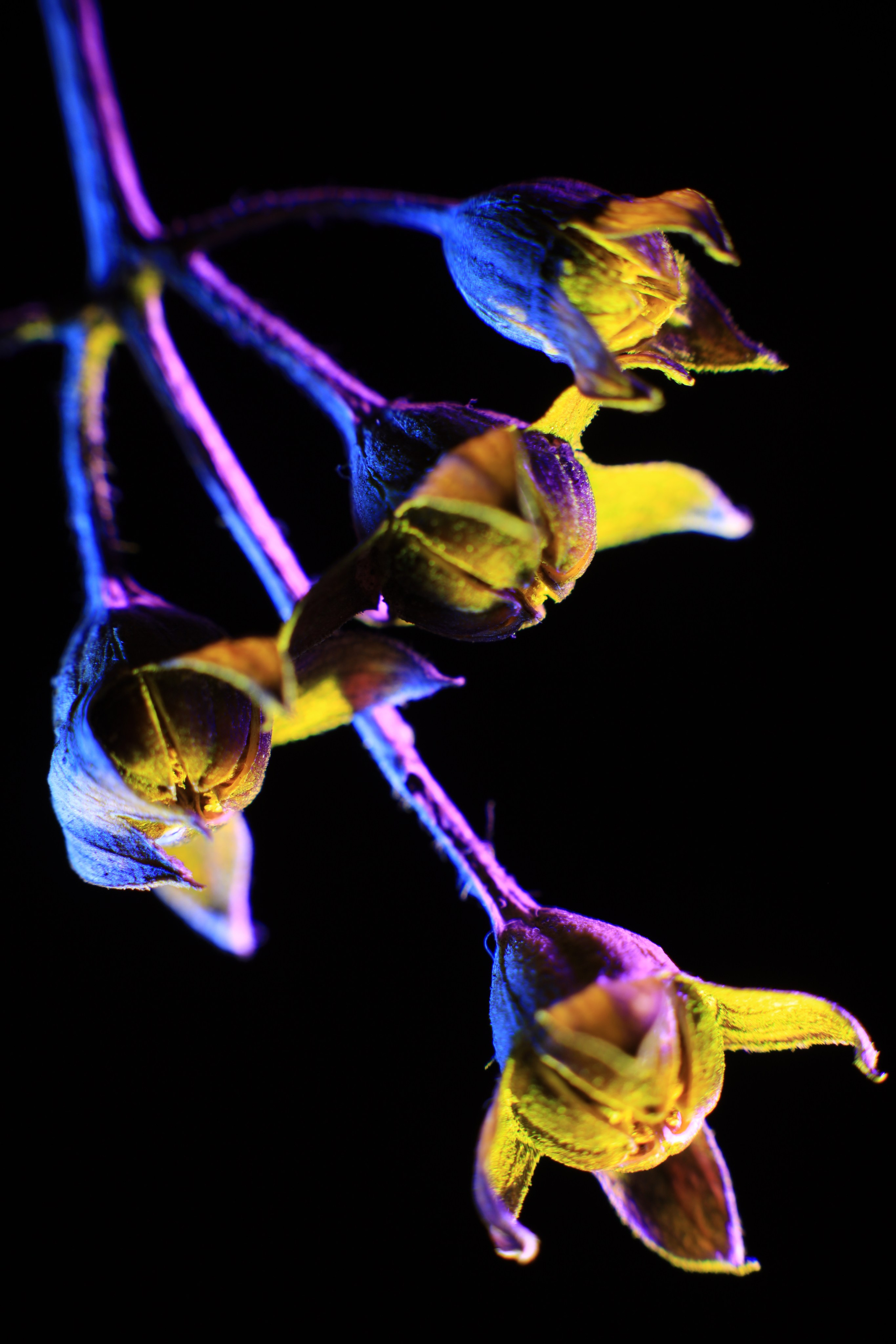 «Красок Тьма Полна». Арт-фотограф во Владивостоке Дмитрий Осипчук