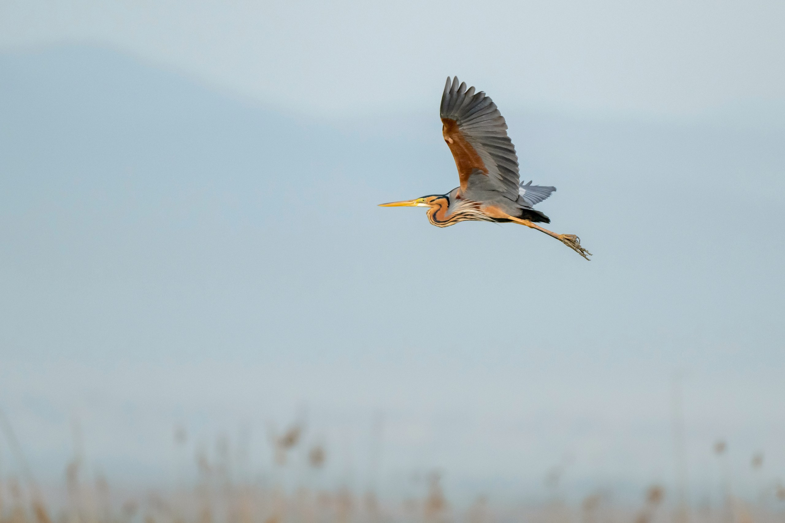Пейзажный фотограф, Фотографии дикой природы. Foto-Zuev фотография как искусство
