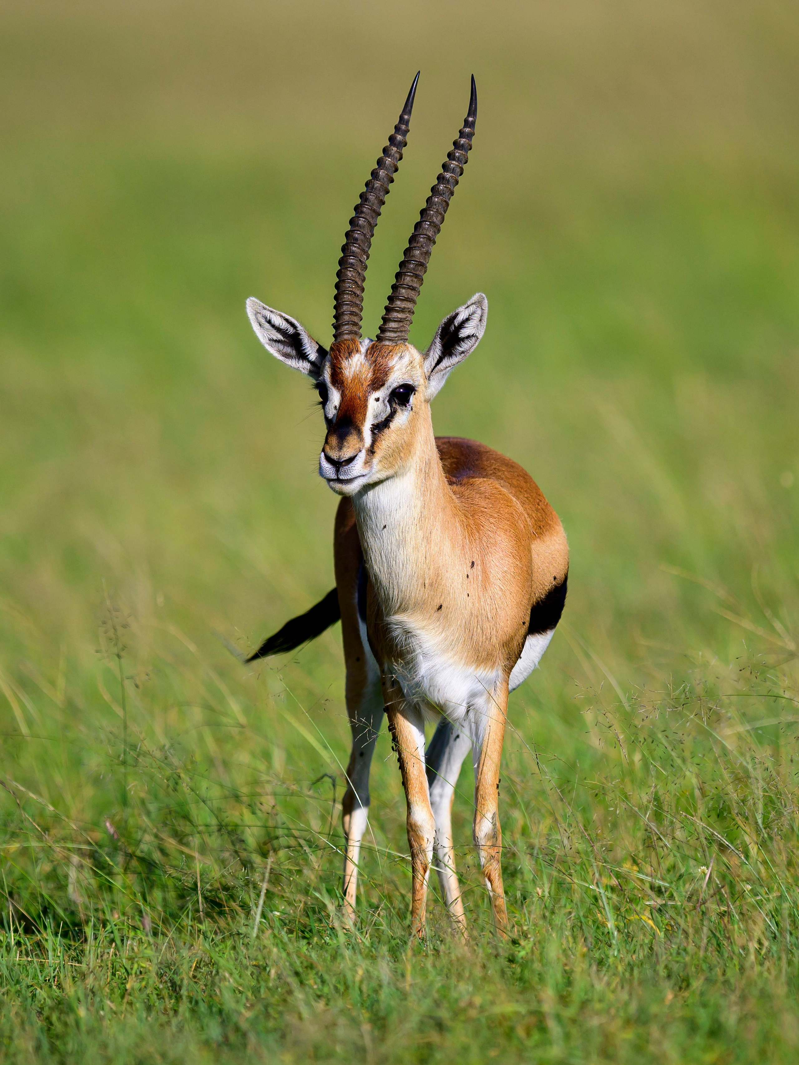 Кения. Wildlife photography by Sergey Puponin