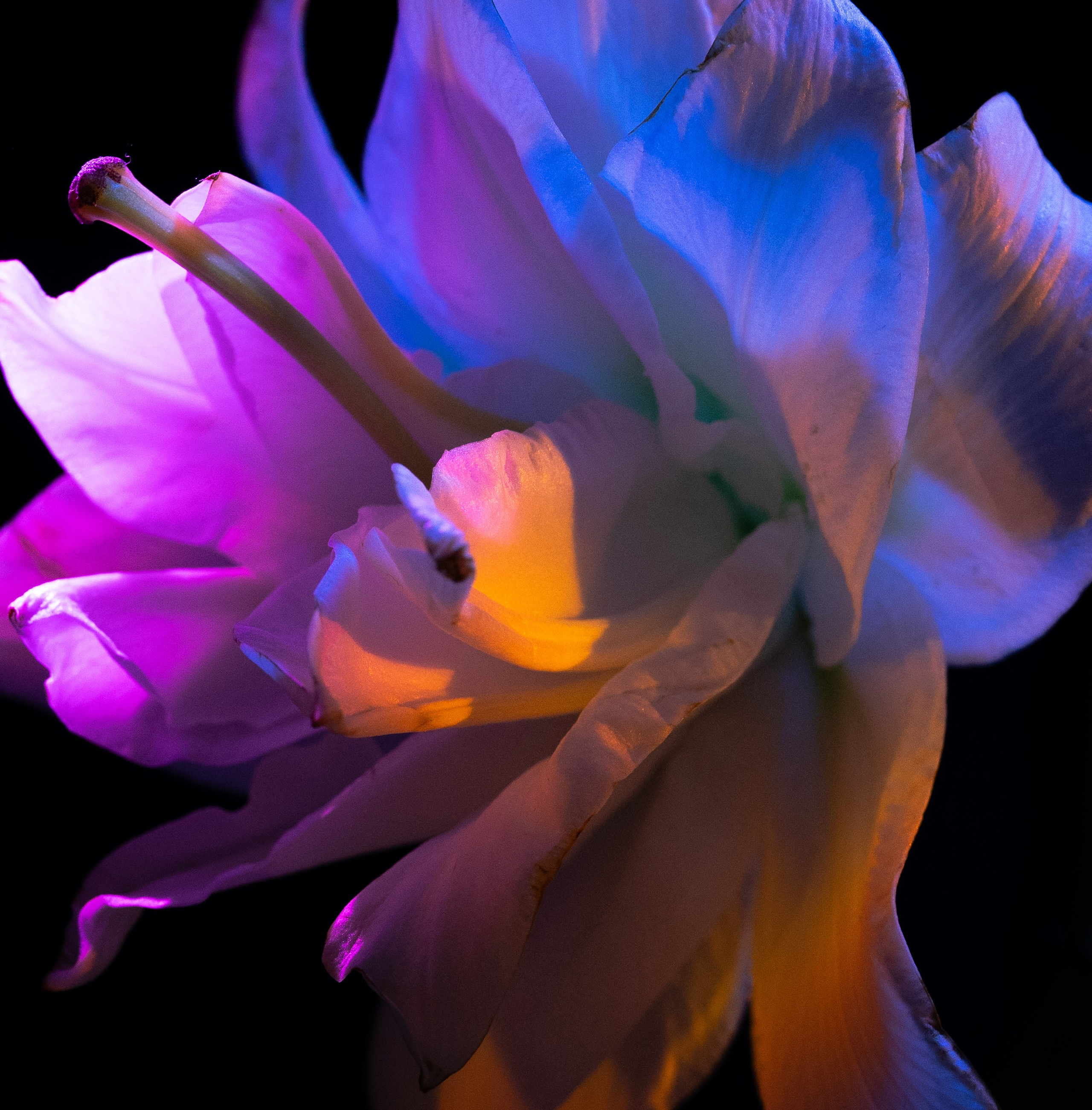 Shades of Bloom. Фотограф в Алматы Анастасия Новоселова