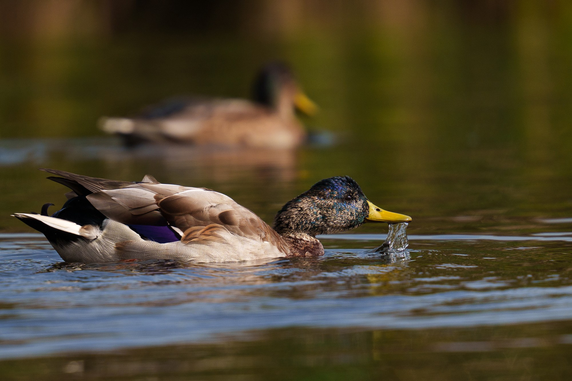 Удивительные мир птиц. Вокруг нас столько прекрасного — присмотритесь!. Ваш личный фотограф Марина Волкова
