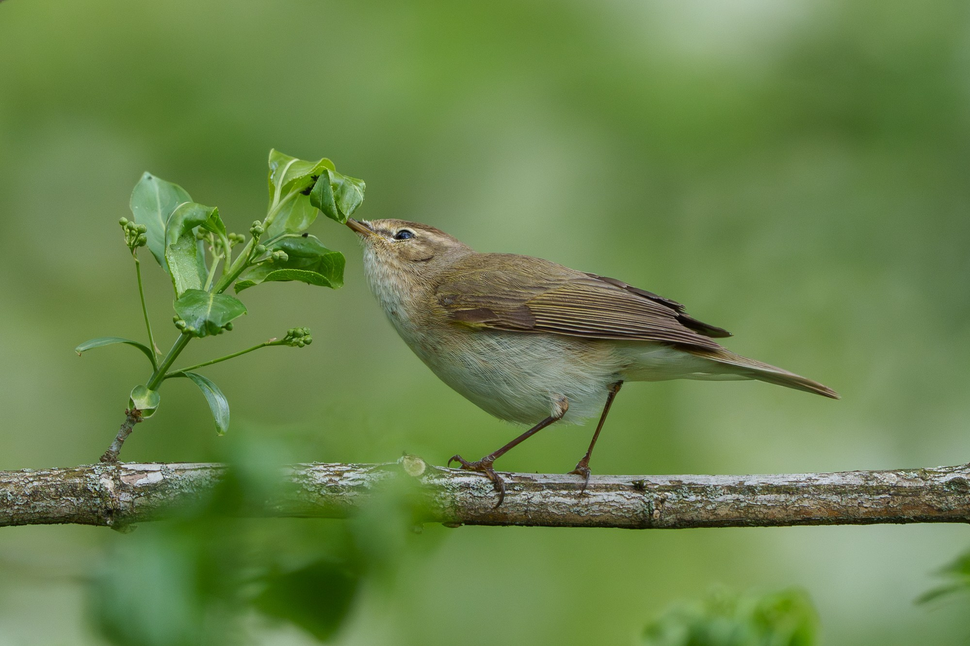 Удивительные мир птиц. Вокруг нас столько прекрасного — присмотритесь!. Ваш личный фотограф Марина Волкова