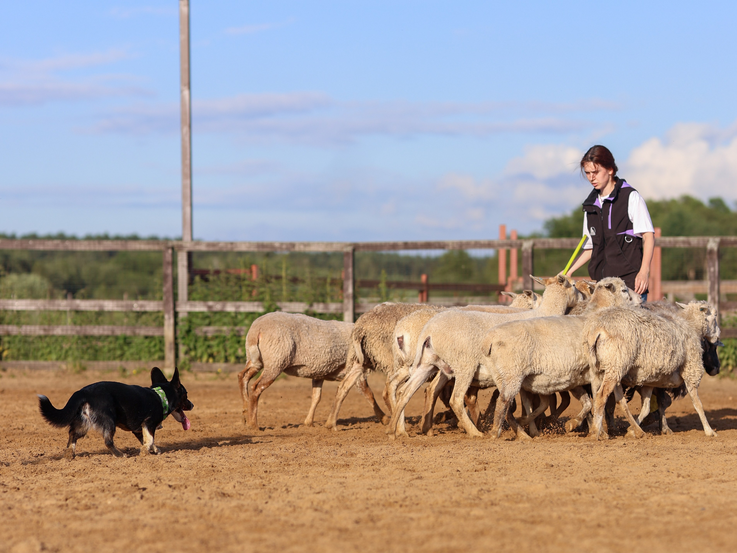 Пастьба. Фотограф-анималист в Москве Кириллова Татьяна