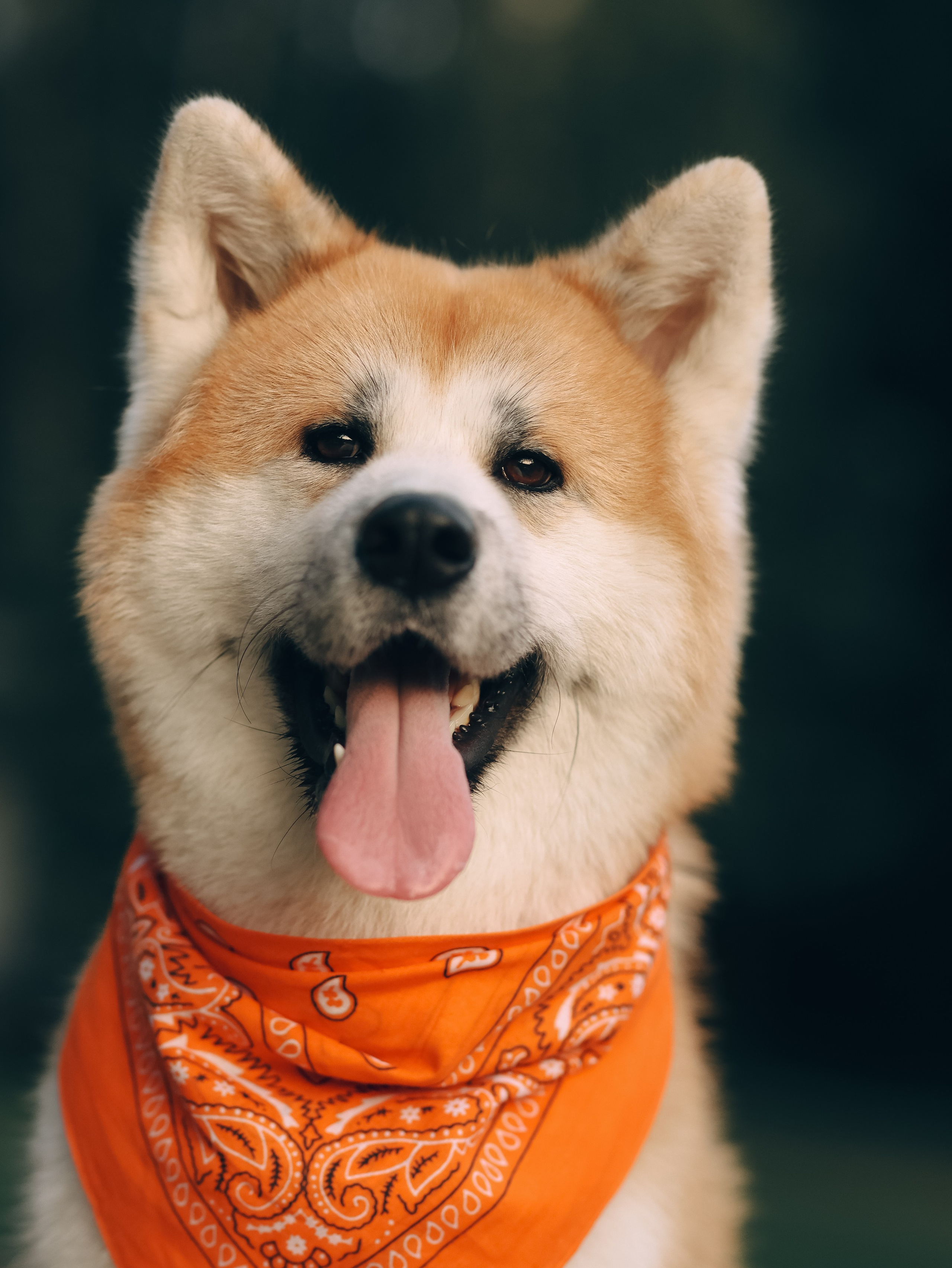 Гранд, Вика и Степан. Фотограф-анималист в Москве Кириллова Татьяна