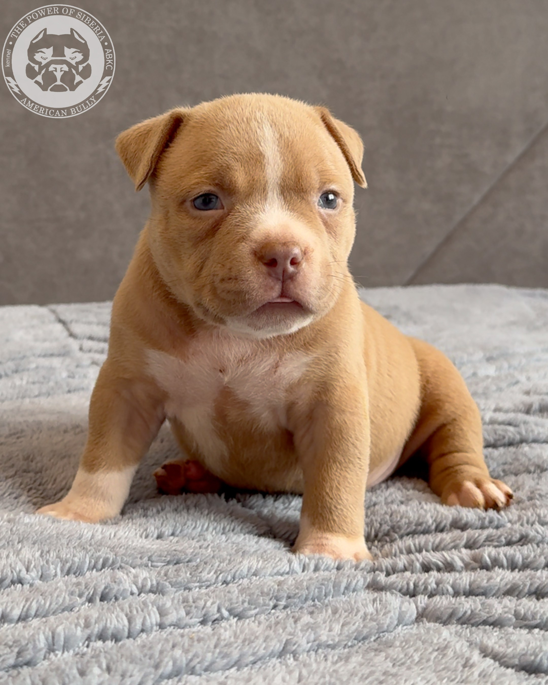 Свободные щенки Американский Булли стандарт и Свободные щенки Американский Булли классик. Американский Булли в г. Ростов-на-Дону. Питомник THE POWER OF SIBERIA