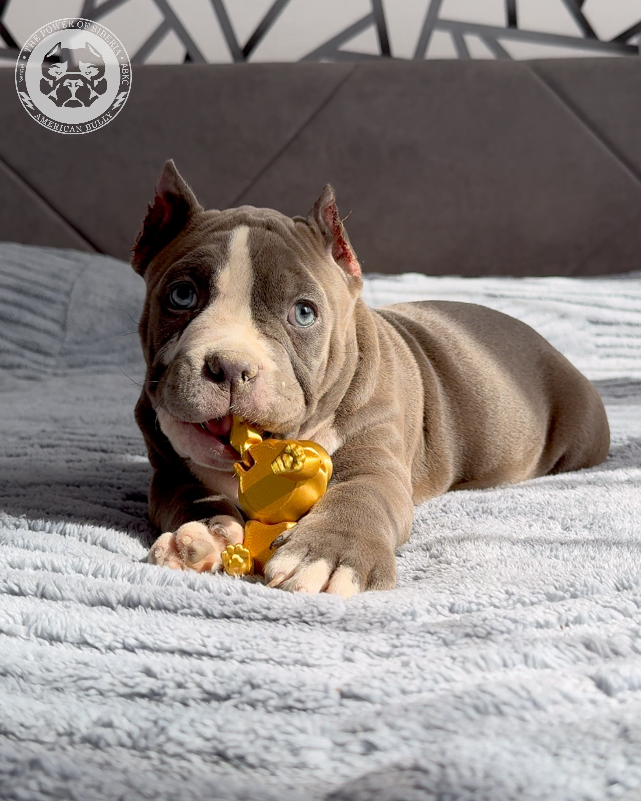 29.12.25-Терри-Локо. Американский Булли в г. Ростов-на-Дону. Питомник THE POWER OF SIBERIA