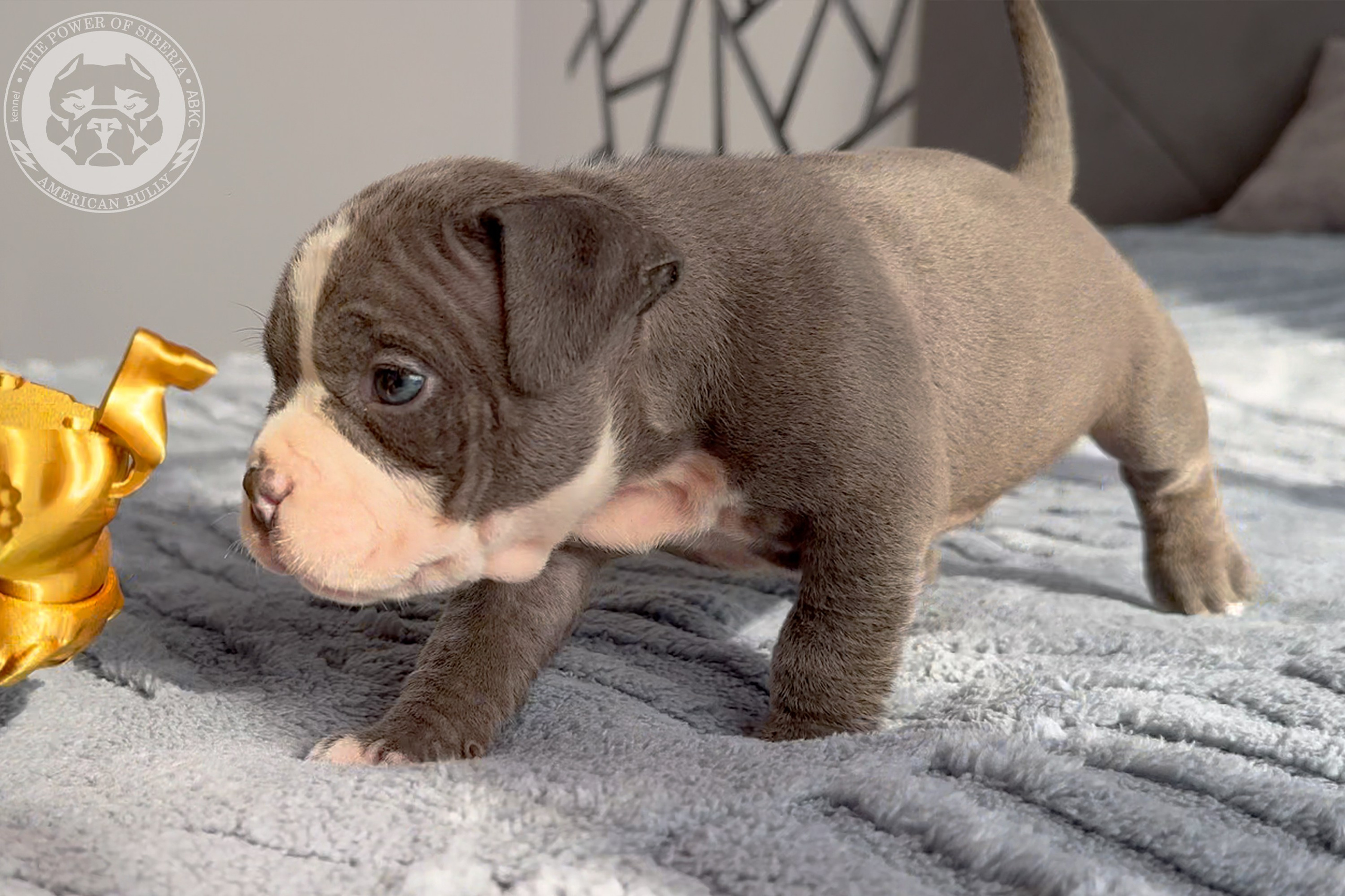 Свободные щенки Американский Булли стандарт и Свободные щенки Американский Булли классик. Американский Булли в г. Ростов-на-Дону. Питомник THE POWER OF SIBERIA