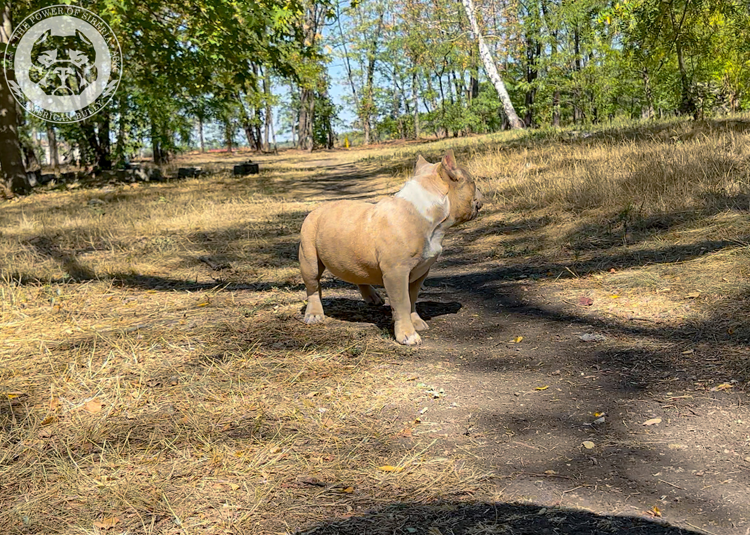 Помет Каспер и Тагира. 21.04.25. Американский Булли в г. Ростов-на-Дону. Питомник THE POWER OF SIBERIA