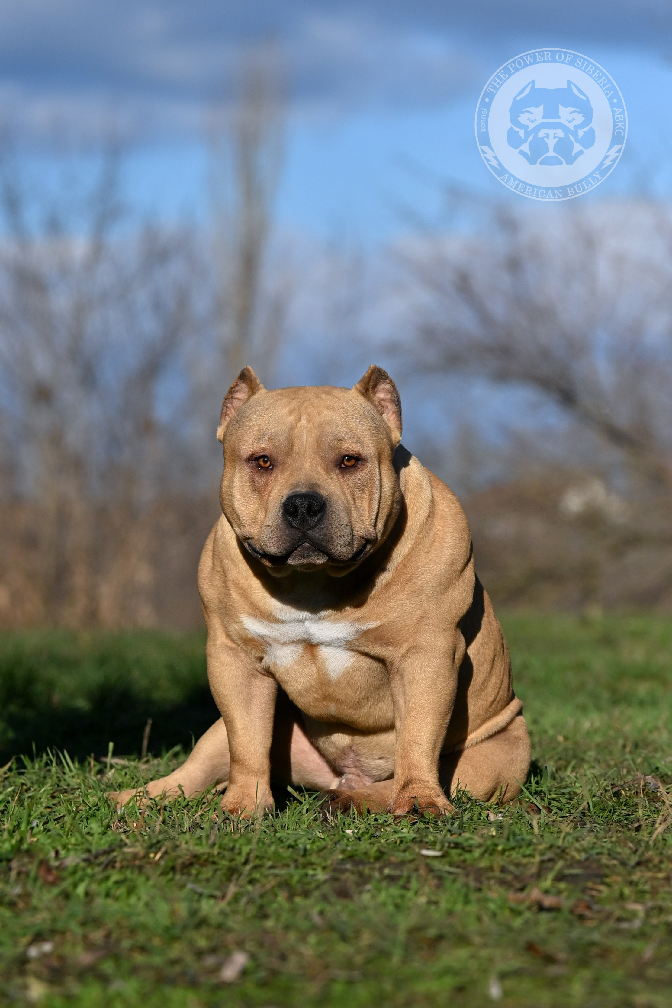 FORTIS FORTUNA VALIDI ZEVS. Американский Булли в г. Ростов-на-Дону. Питомник THE POWER OF SIBERIA
