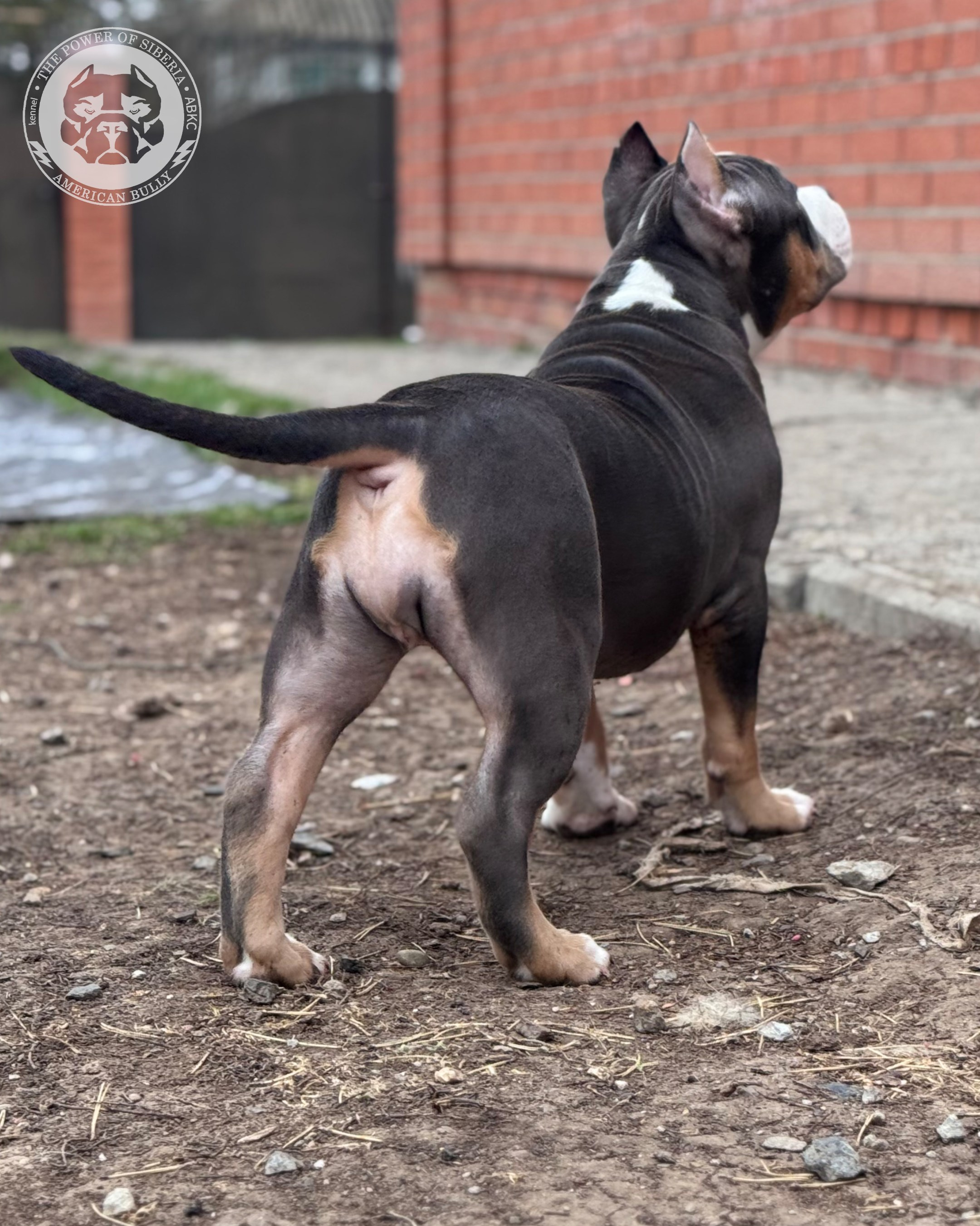 Свободные щенки Американский Булли, в типах покет, классик, стандарт. Американский Булли в г. Ростов-на-Дону. Питомник THE POWER OF SIBERIA