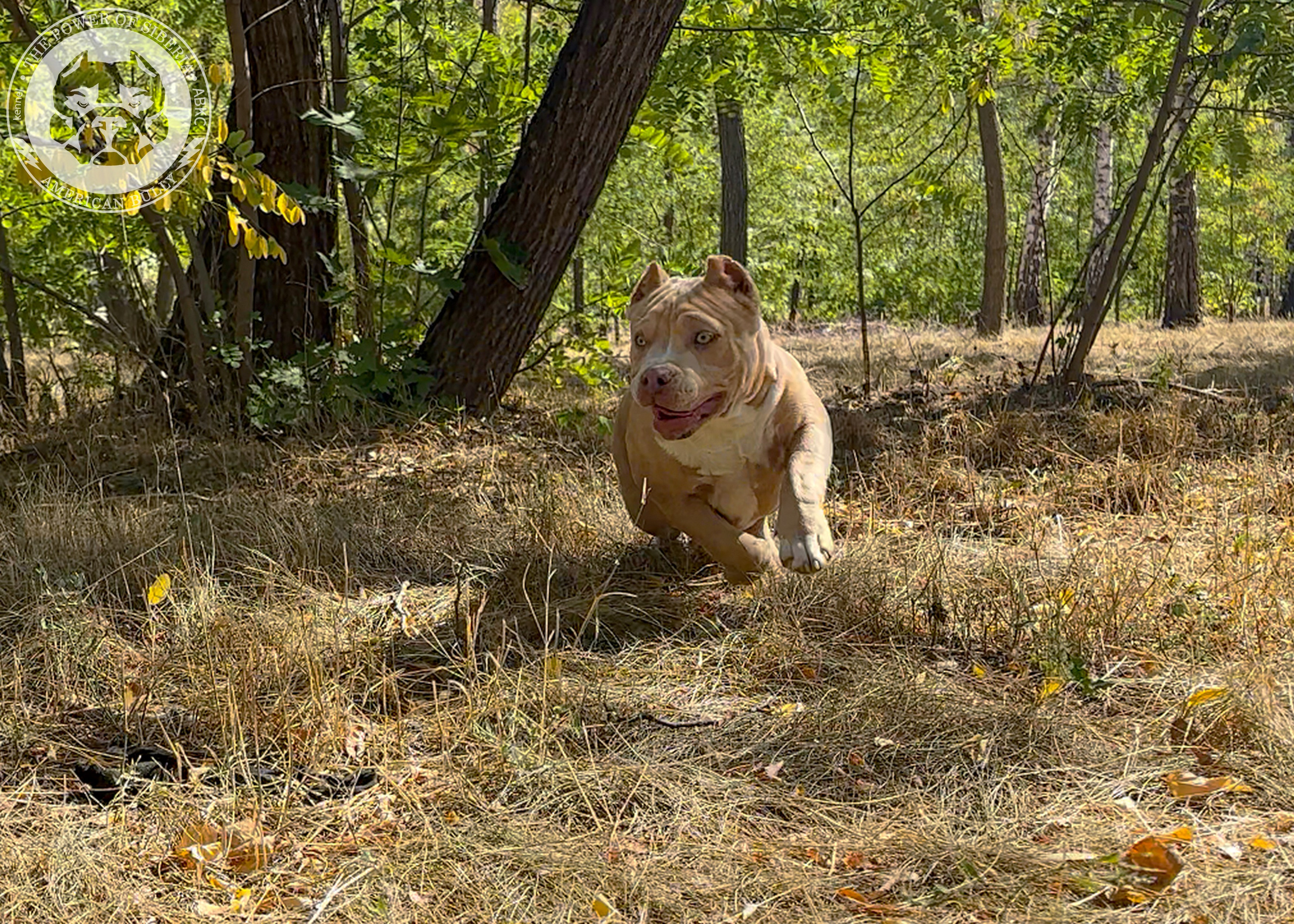 Помет Каспер и Тагира. 21.04.25. Американский Булли в г. Ростов-на-Дону. Питомник THE POWER OF SIBERIA