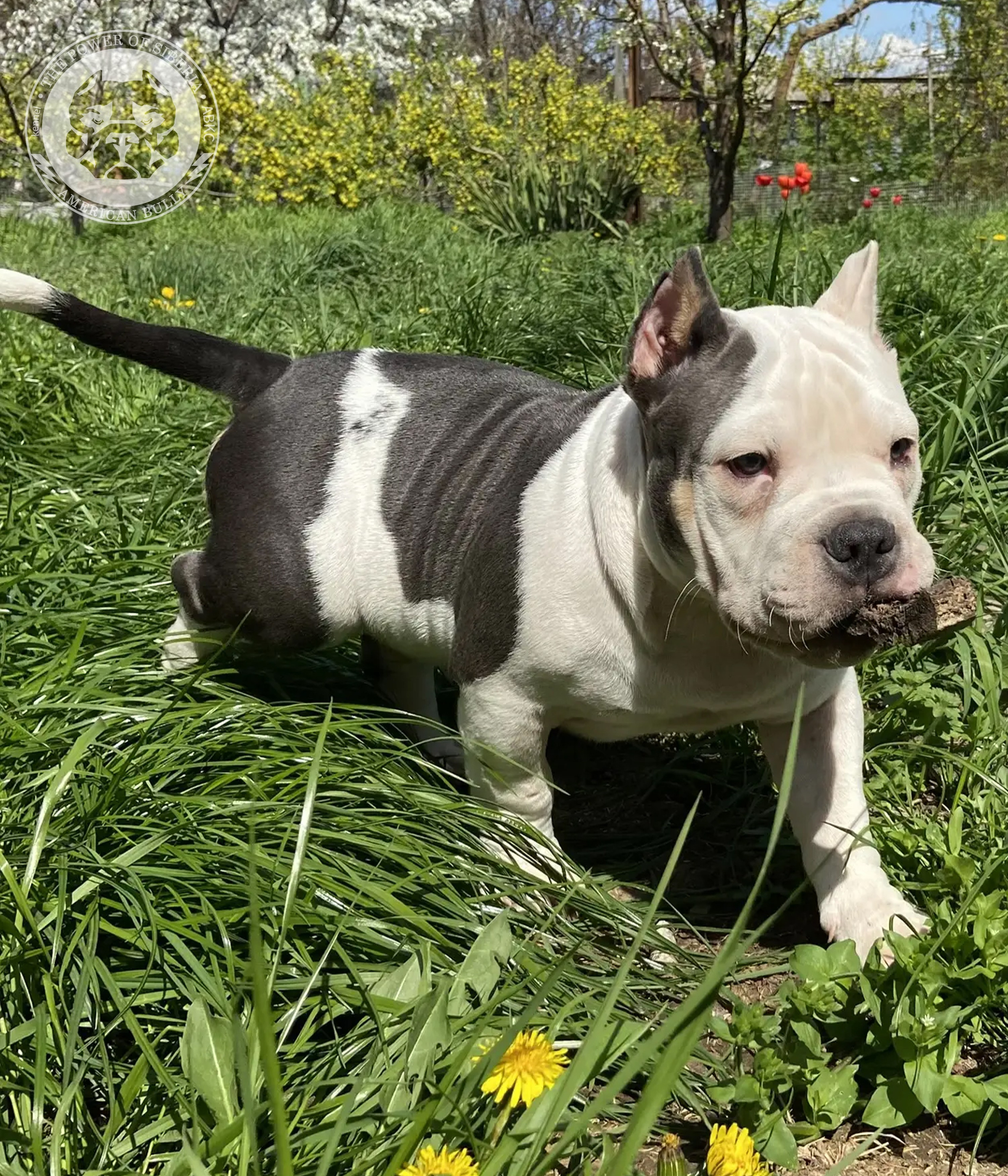 Свободные щенки Американский Булли, в типах покет, классик, стандарт. Американский Булли в г. Ростов-на-Дону. Питомник THE POWER OF SIBERIA