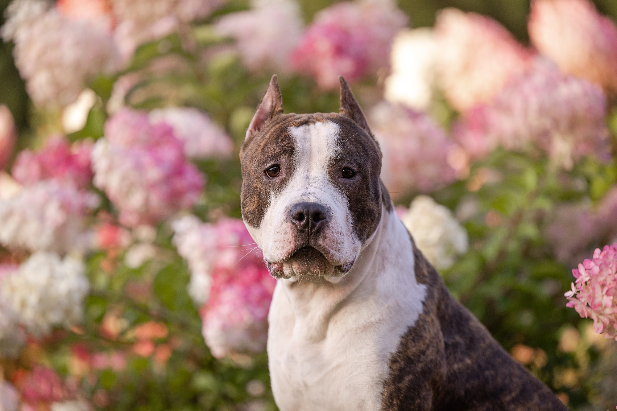 Амстафф Честер и его семья. Фотограф-анималист Natalia Deingel | Фотосъемка собак в Москве