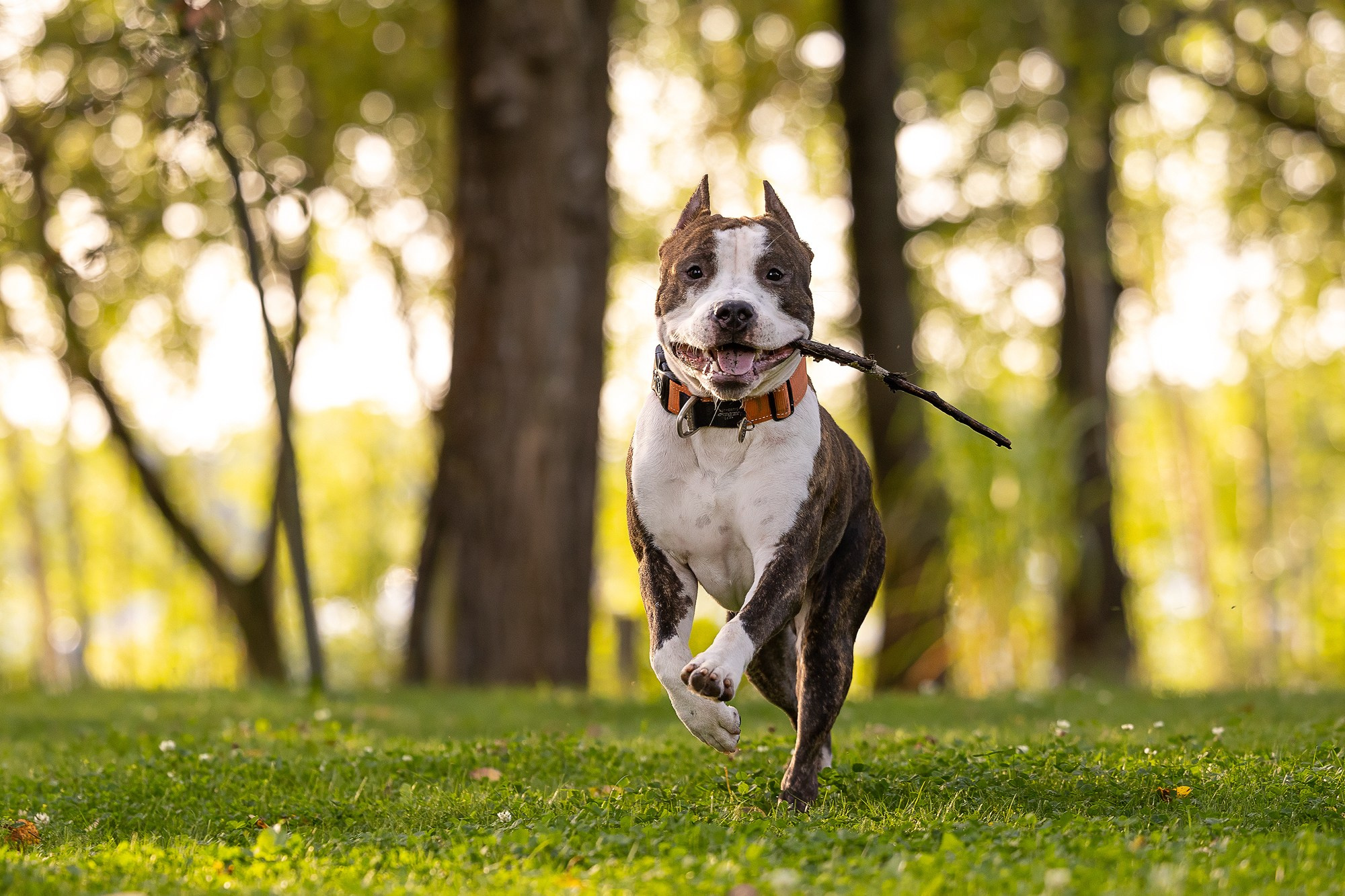 Амстафф Честер и его семья. Фотограф-анималист Natalia Deingel | Фотосъемка собак в Москве