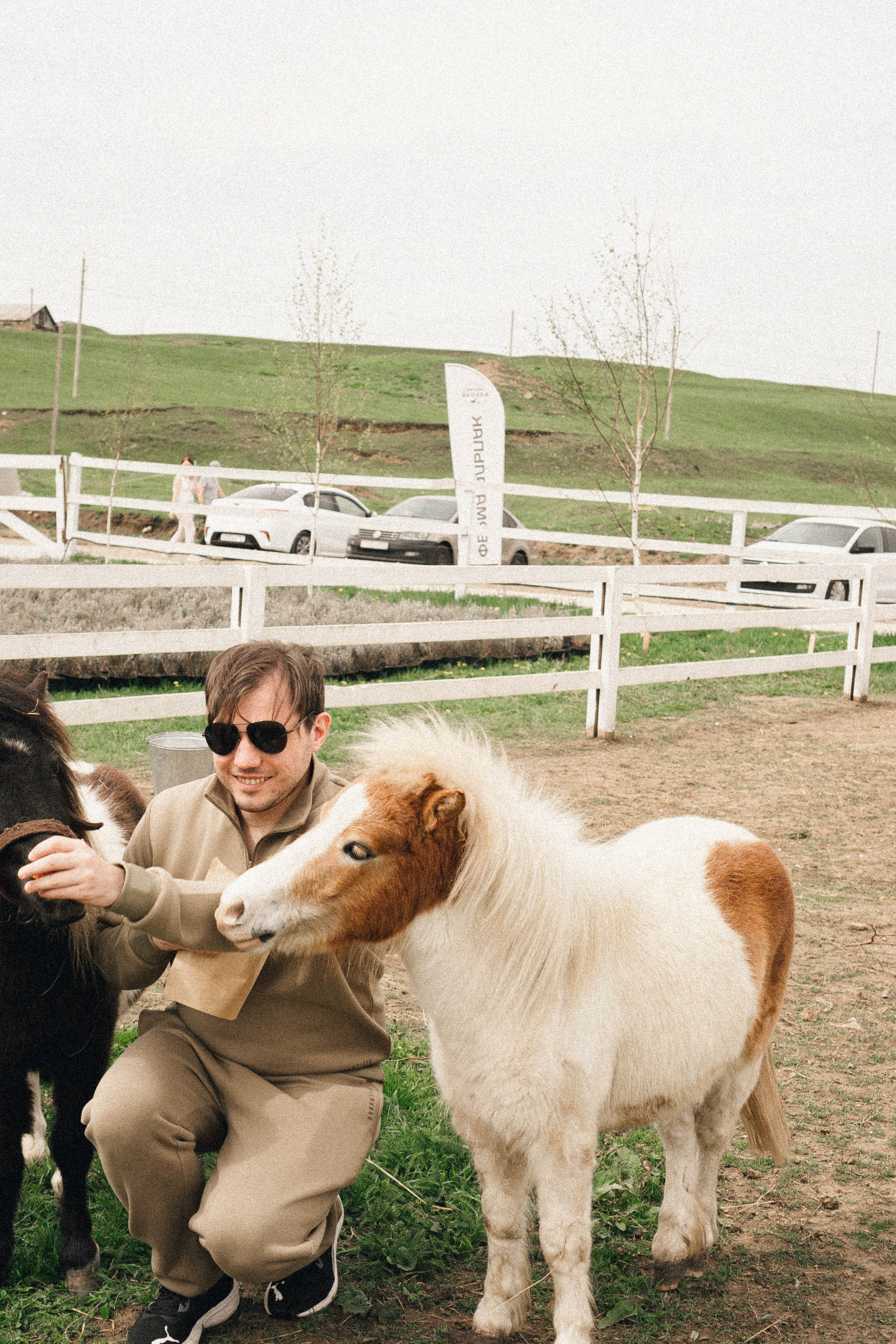 Ферма Альпак. Профессиональный фотограф, Санкт-Петербург — Виктория Богомолова