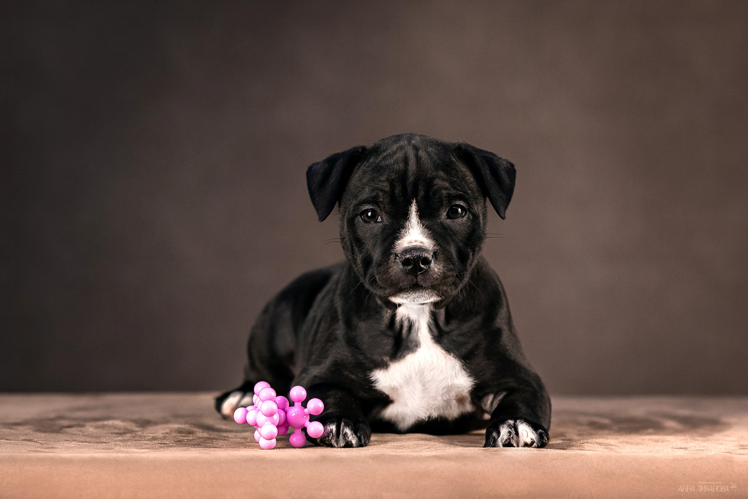 Стаффи. Фотограф анималист Аня Ливанова | Рыбинск