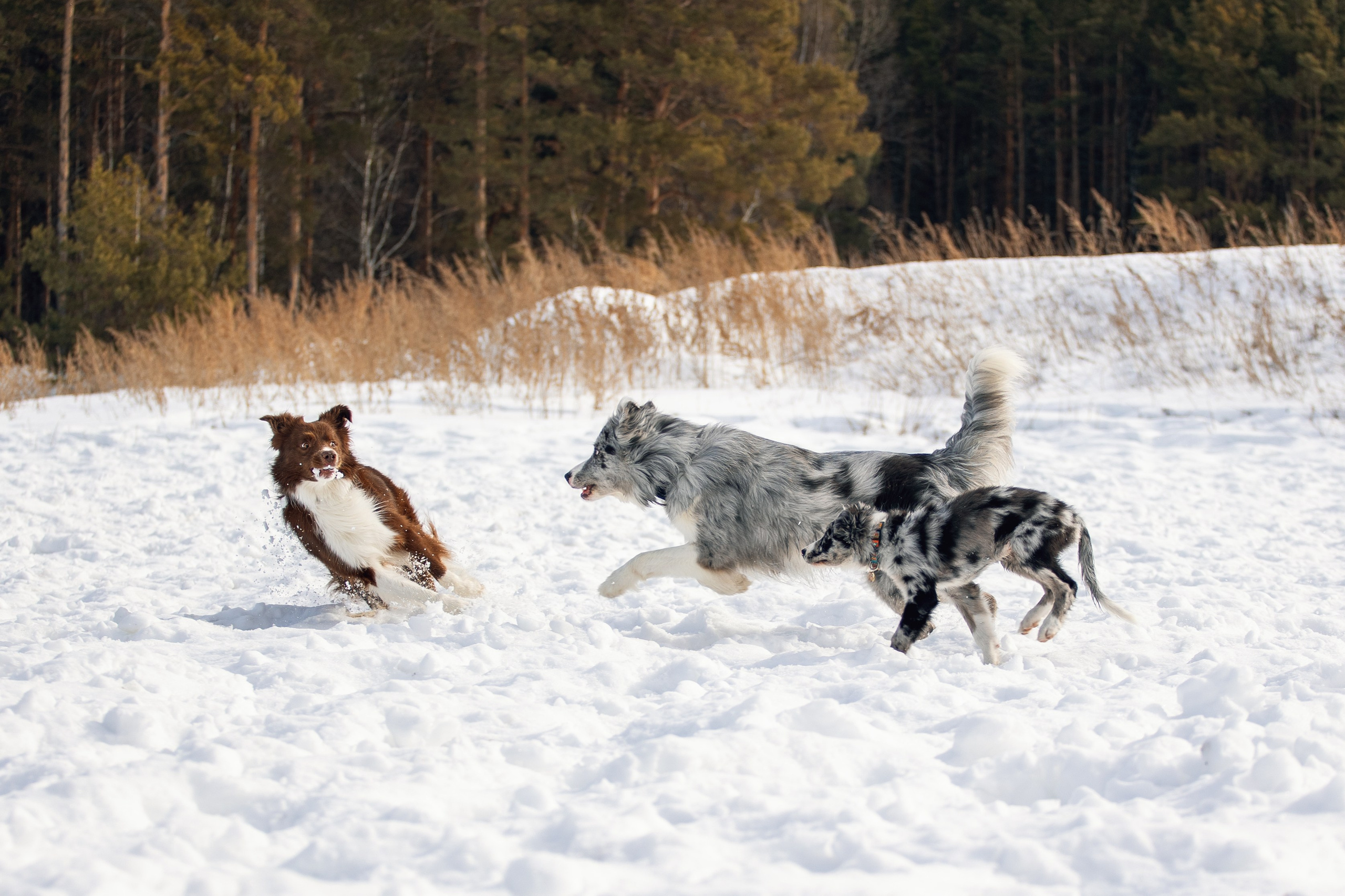 В погоне за снежком…. YULA KOLESOVA | Фотограф — Анималист | Художник | Тюмень