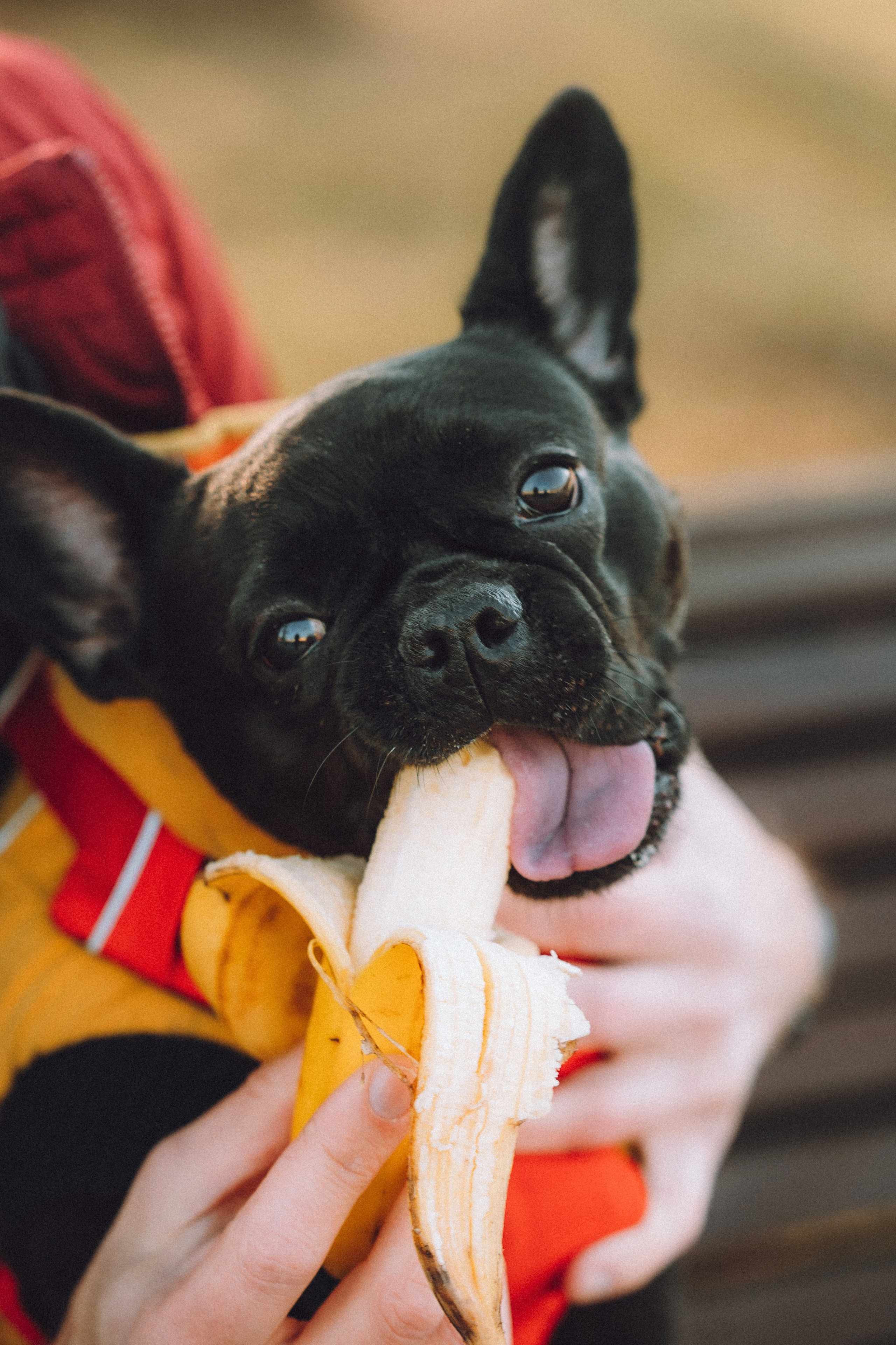 Саша, Дима и Шпуля