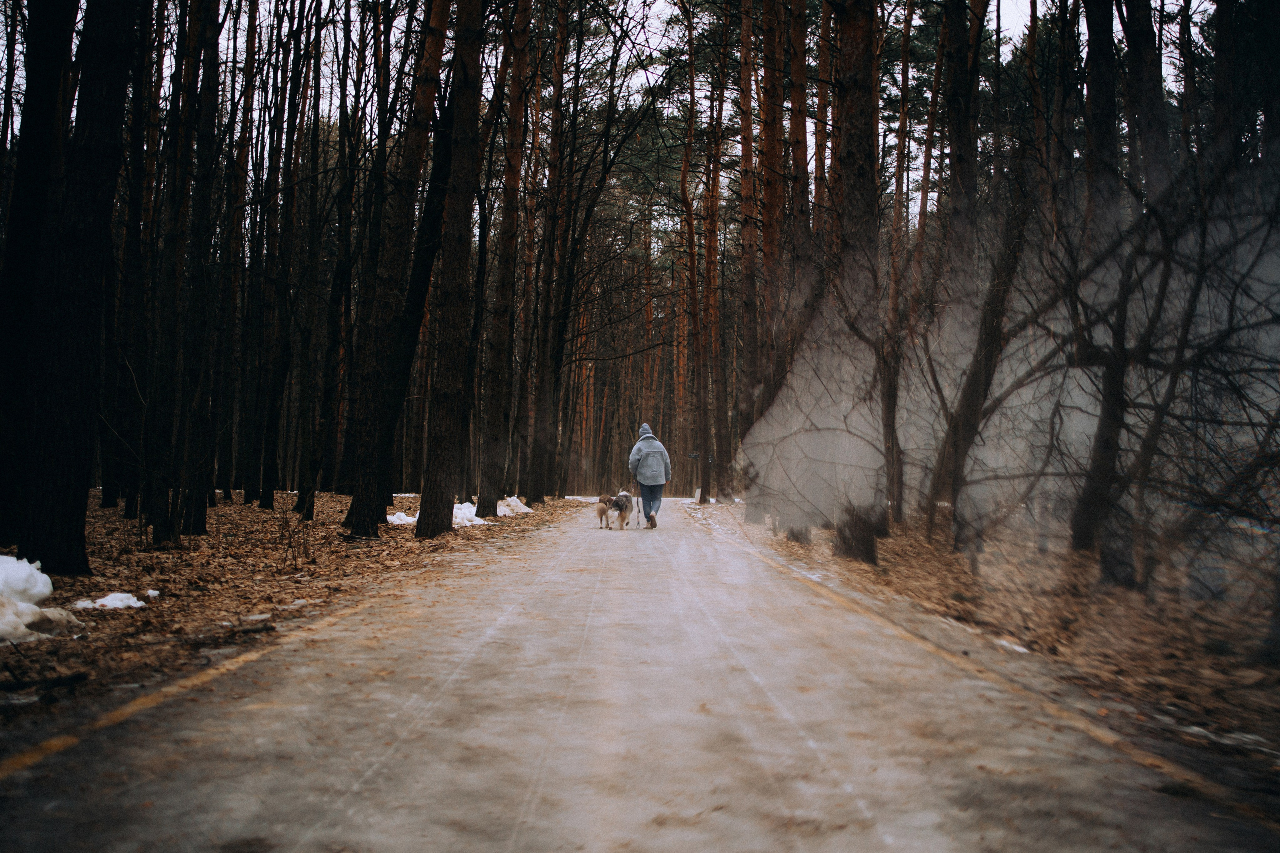 Полина, Милли и Паддингтон