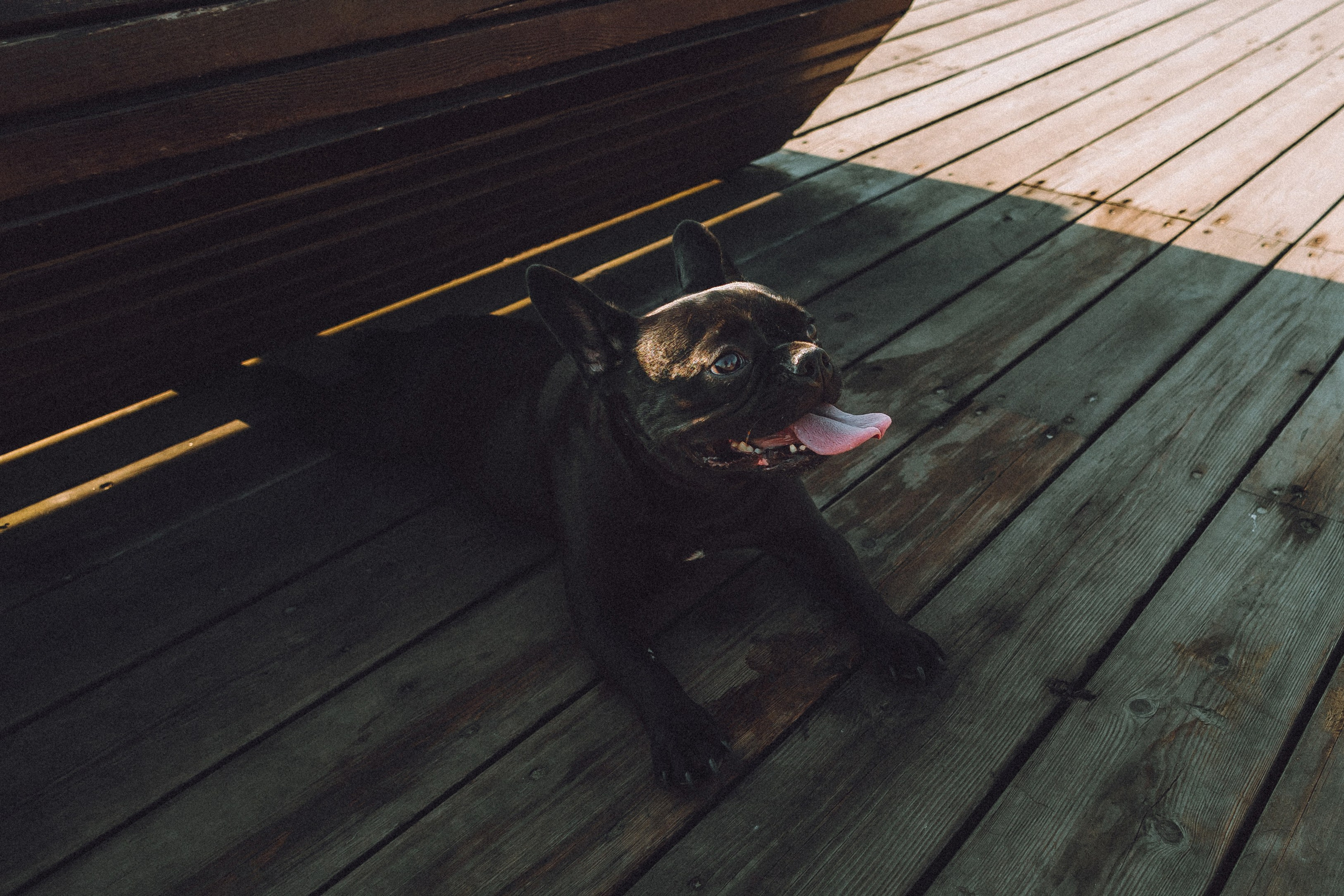 Саша, Дима и Шпуля