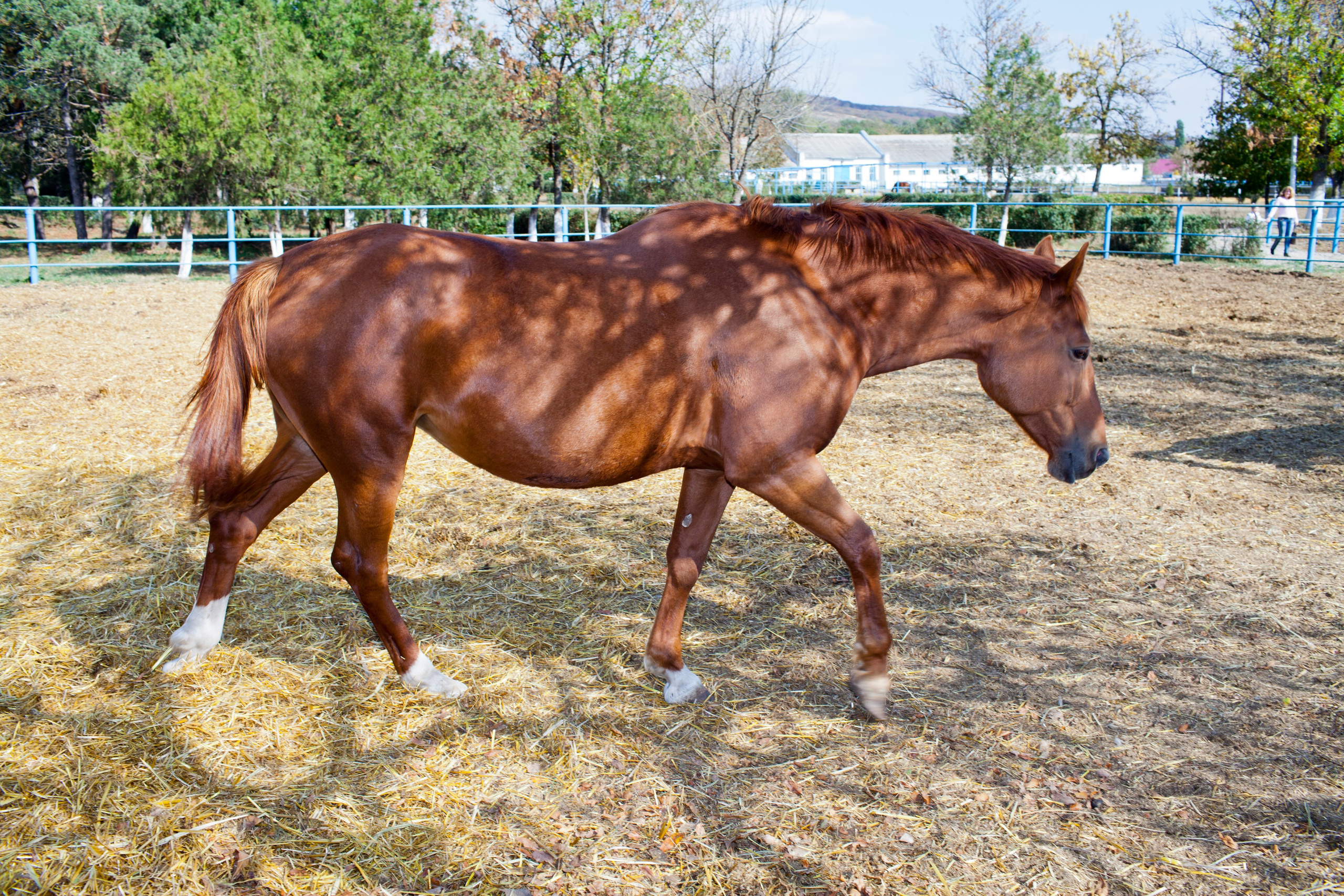 Фотосессия детей с животными. Медиапродюсер, фотограф в Минеральных Водах —Виктор Холодов