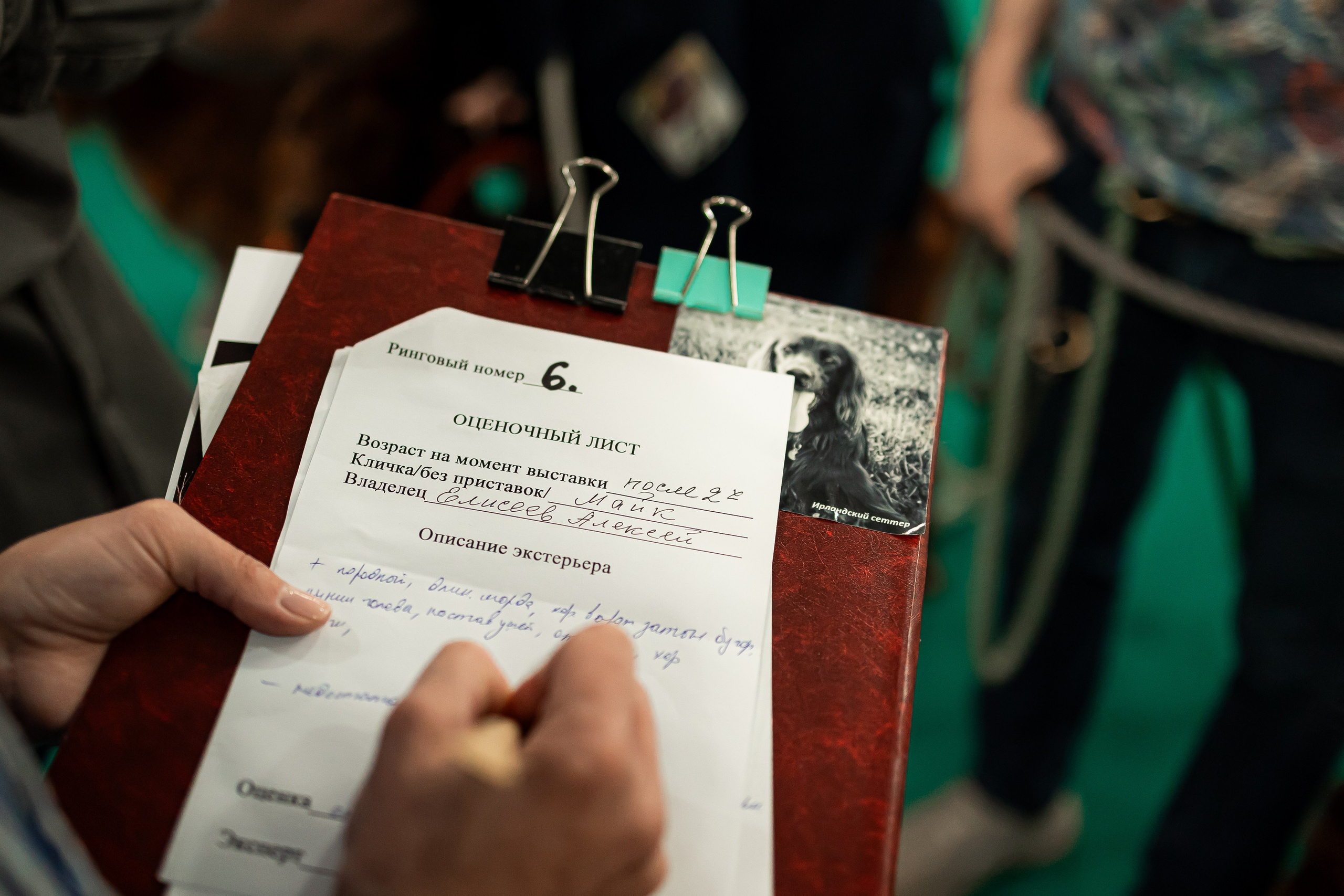 Выставка сеттеров 19.05.24