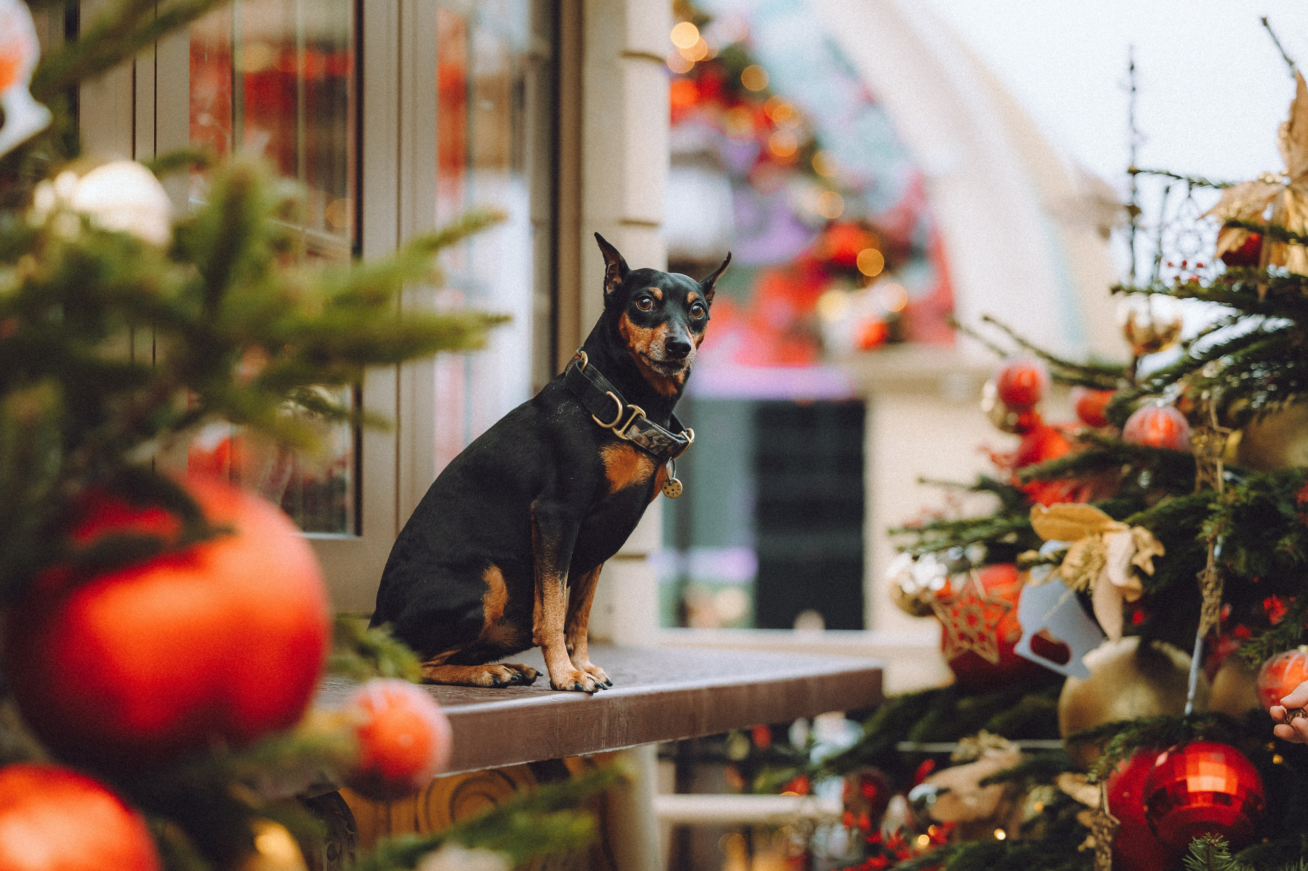 Топик и его семья